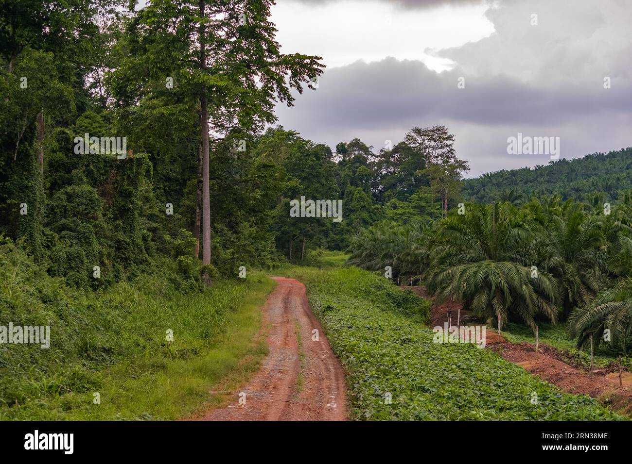Incredibile vista di una piantagione di palme da olio e della foresta pluviale adiacente. Immagine molto significativa Foto Stock