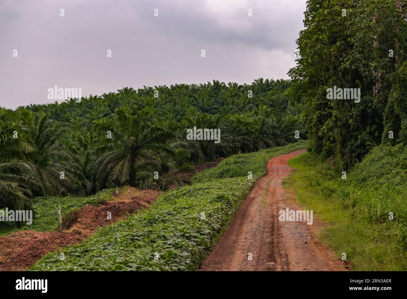 Incredibile vista di una piantagione di palme da olio e della foresta pluviale adiacente. Immagine molto significativa Foto Stock