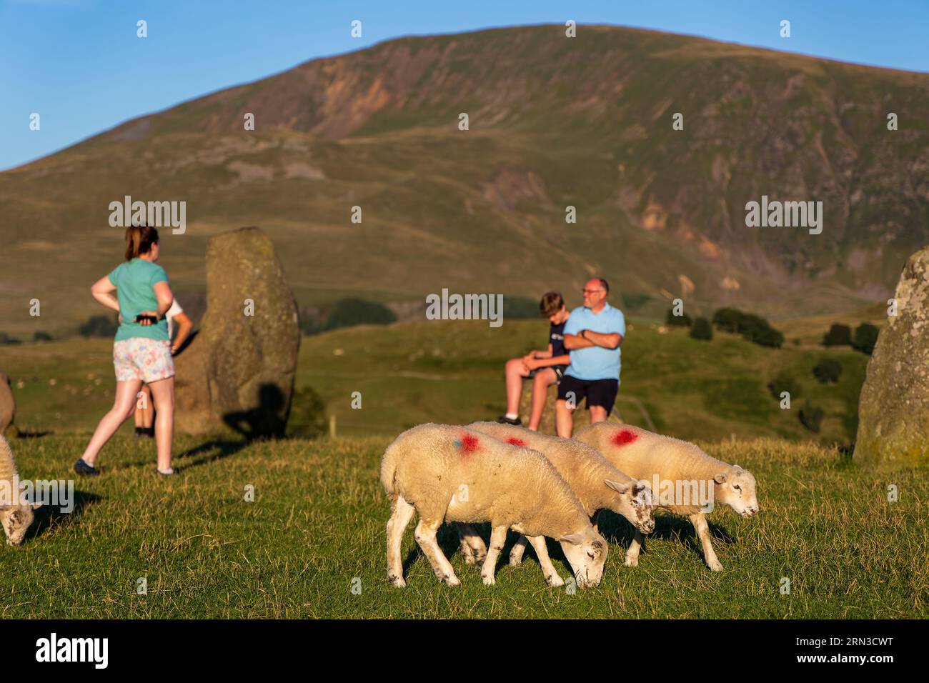 Pecore e turisti a Castlerigg antiche pietre erette vicino a Keswick, Cumbria (Lake District) Foto Stock
