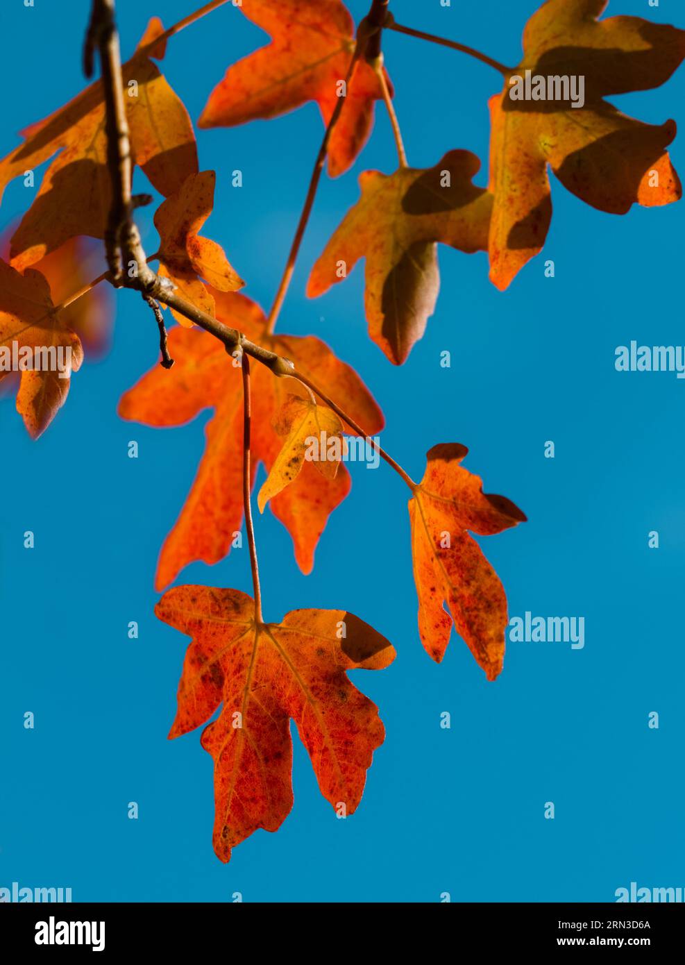 Foglie d'acero rosse e arancioni in autunno, New Forest, Regno Unito, contro Un cielo senza nuvole blu Foto Stock