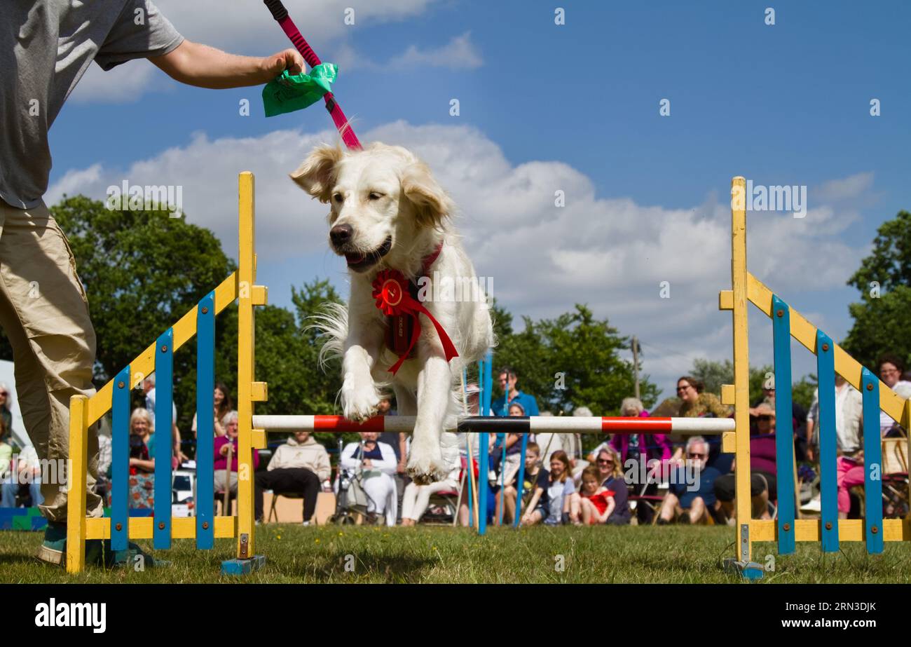 Golden Retreiver su Un lead con Una rosetta al primo posto che salta Un ostacolo, Fence durante Un corso di agilità per cani a Un Dog Show presso Un Village Fete, Boldre, Regno Unito Foto Stock