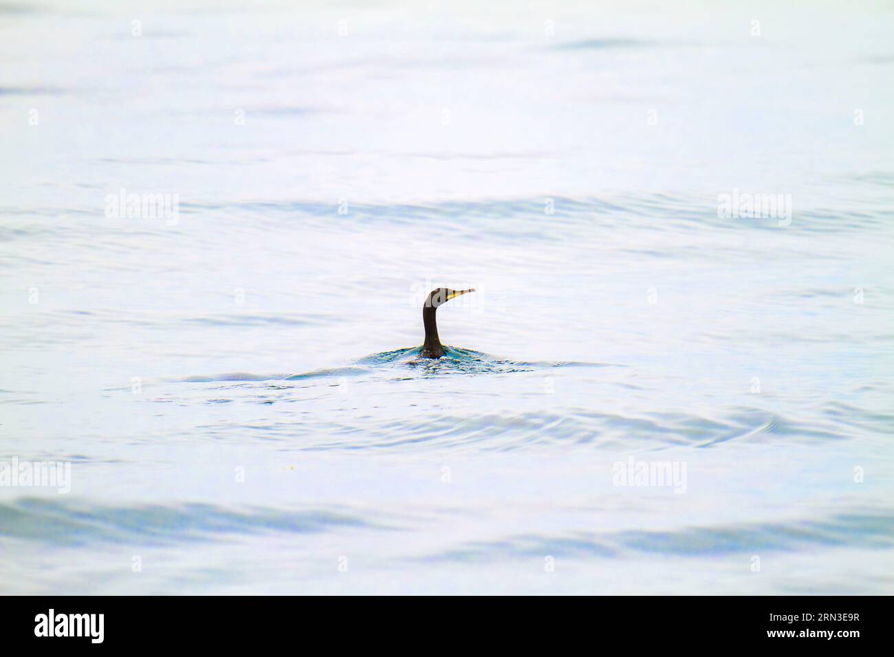 Francia, Cotes d'Armor, Perros Guirec, riserva naturale di Sept Iles, cormorano crestato europeo (Gulosus aristotelis) Foto Stock