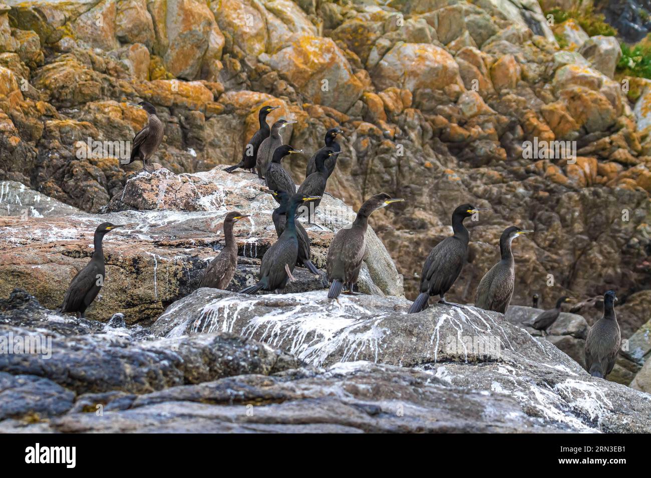 Francia, Cotes d'Armor, Perros Guirec, riserva naturale di Sept Iles, cormorani crestati europei (Gulosus aristotelis) Foto Stock