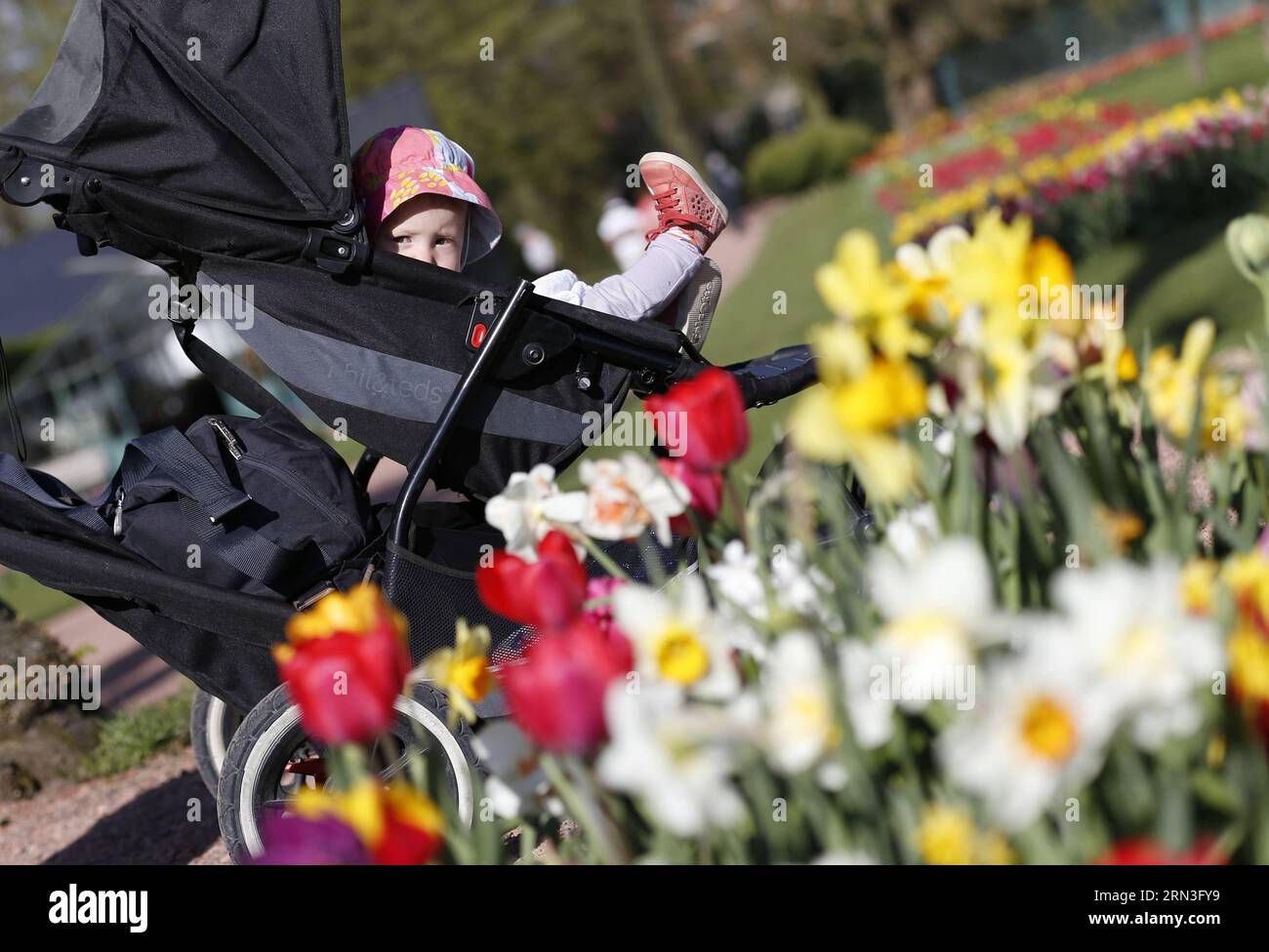 (150415) -- BRUXELLES, 15 aprile 2015 -- Un bambino guarda fuori da un passeggino al castello di Groot-Bijgaarden nel sobborgo di Bruxelles, Beglium, 15 aprile 2015. Il castello di 14 ettari comprende circa 400 varietà di tulipani con più di 1 milione di bulbi ed è aperto al pubblico in aprile.) BELGIO-BRUXELLES-PRIMAVERA-TULIPANI YexPingfan PUBLICATIONxNOTxINxCHN Bruxelles 15 aprile 2015 un bambino si affaccia da una passeggiata AL castello di Groot nel sobborgo di Bruxelles Beglium 15 aprile 2015 il castello di 14 ettari comprende circa 400 varietà di tulipani con più di 1 milione di bulbi ed È aperto al pubblico ad aprile Belgio Bruxelles Foto Stock