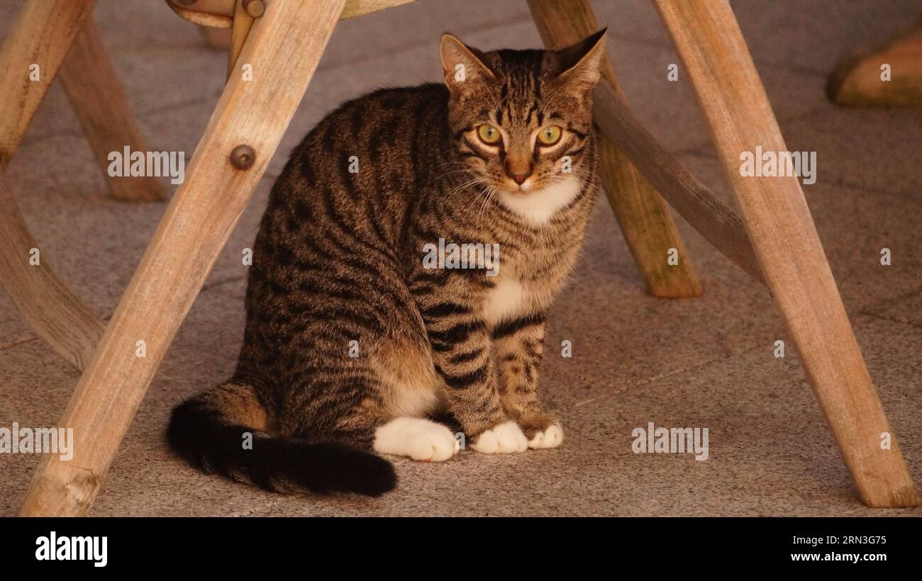 Il gatto Findus è esausto la sera Foto Stock