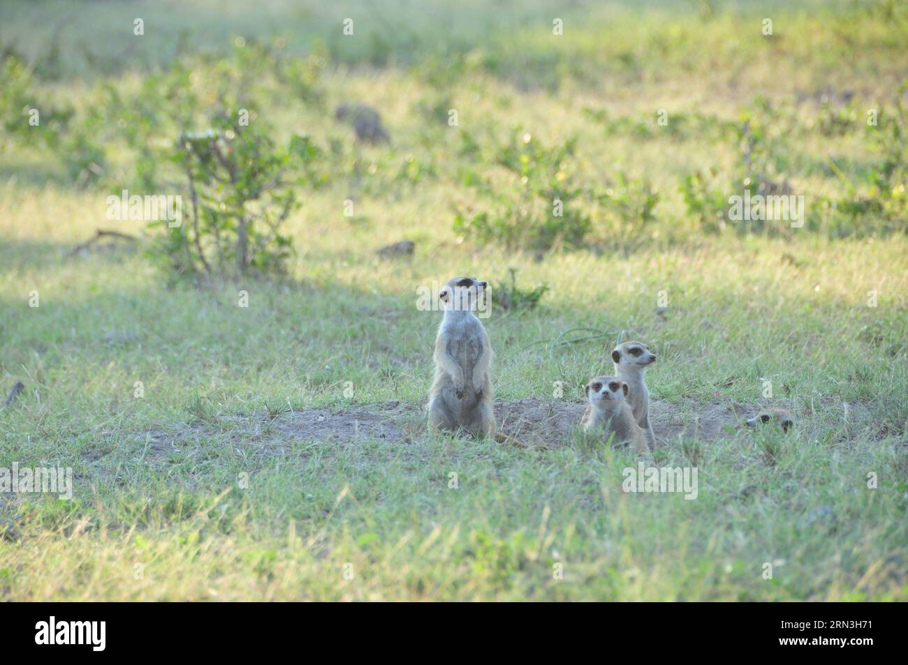 (150417) -- MAKGADIKGADI, 17 aprile 2015 -- foto scattata il 14 aprile 2015 mostra i meerkats ai margini delle saline Makgadikgadi nel Botswana centrale. L'area delle teglie di Makgadikgadi è una delle saline più grandi del mondo e copre un'area di oltre 30.000 km². Le ricerche suggeriscono che le padelle sono una reliquia di quello che un tempo era uno dei più grandi laghi dell'entroterra che l'Africa abbia mai avuto. Durante la stagione delle piogge, il terreno bianco e pianeggiante delle padelle può essere trasformato in un lago di polvere. ) SALINE BOTSWANA-MAKGADIKGADI LvxTianran PUBLICATIONxNOTxINxCHN Makgadikgadi 17 aprile 2015 la foto scattata IL 14 aprile 2015 mi mostra Foto Stock