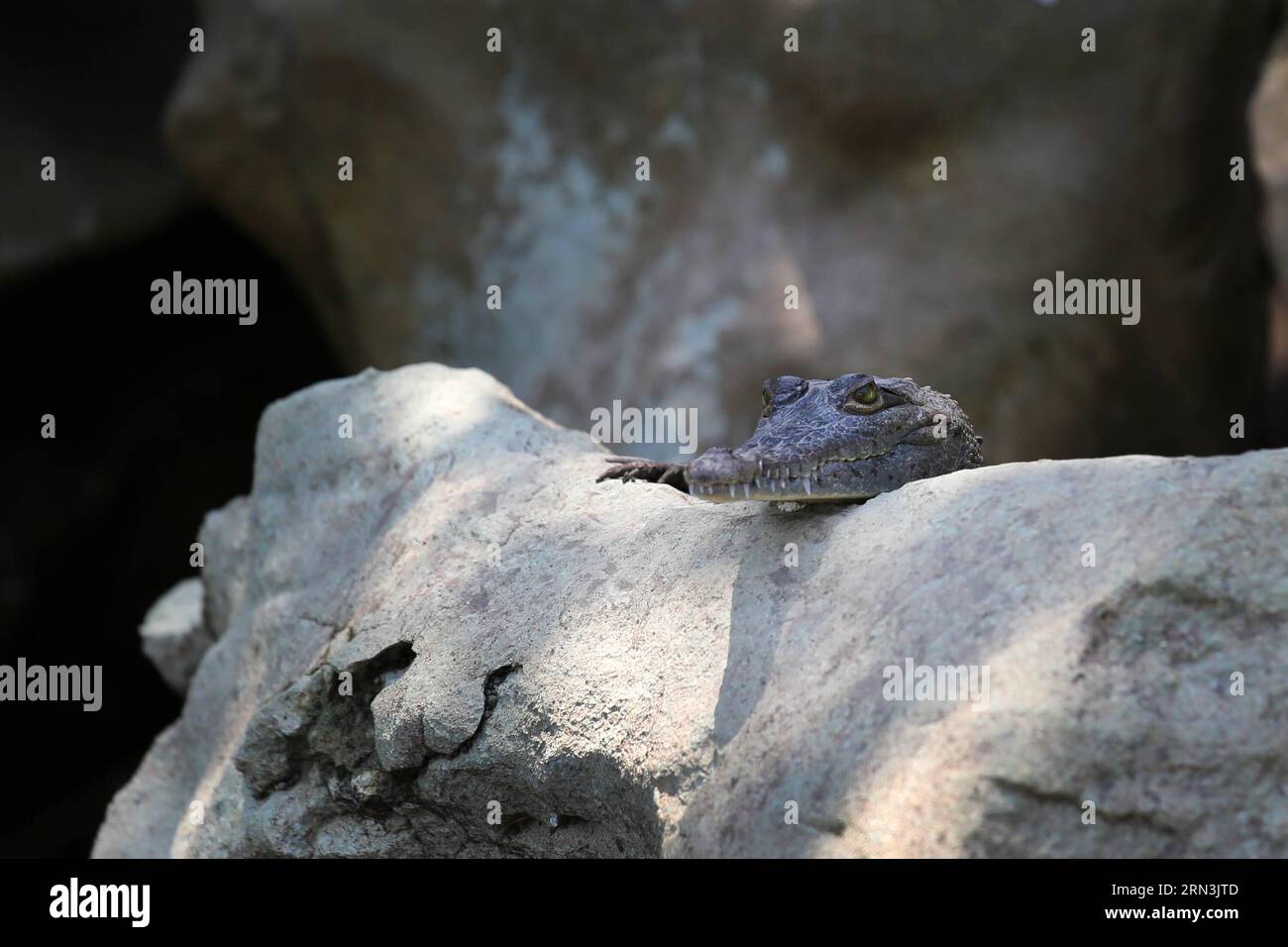 (150420) -- TARCOLES (COSTA RICA), 20 aprile 2015 -- Un coccodrillo riposa su una roccia presso il Rio grande de Tarcoles, noto anche come fiume Tarcoles, vicino alla città di Tarcoles, a circa 110 km a sud-ovest della capitale del Costa Rica, San Jose, il 19 aprile 2015. Il fiume è famoso soprattutto per la sua abbondanza di coccodrilli, con una popolazione stimata di 25 coccodrilli per chilometro quadrato, secondo la stampa locale. (nxl) COSTA RICA-TARCOLES-ECOTURISM-CROCODILE KENTxGILBERT PUBLICATIONxNOTxINxCHN Tarcoles Costa Rica 20 aprile 2015 un coccodrillo riposa presso una roccia AL Rio grande de Tarcoles, noto come Tar Foto Stock