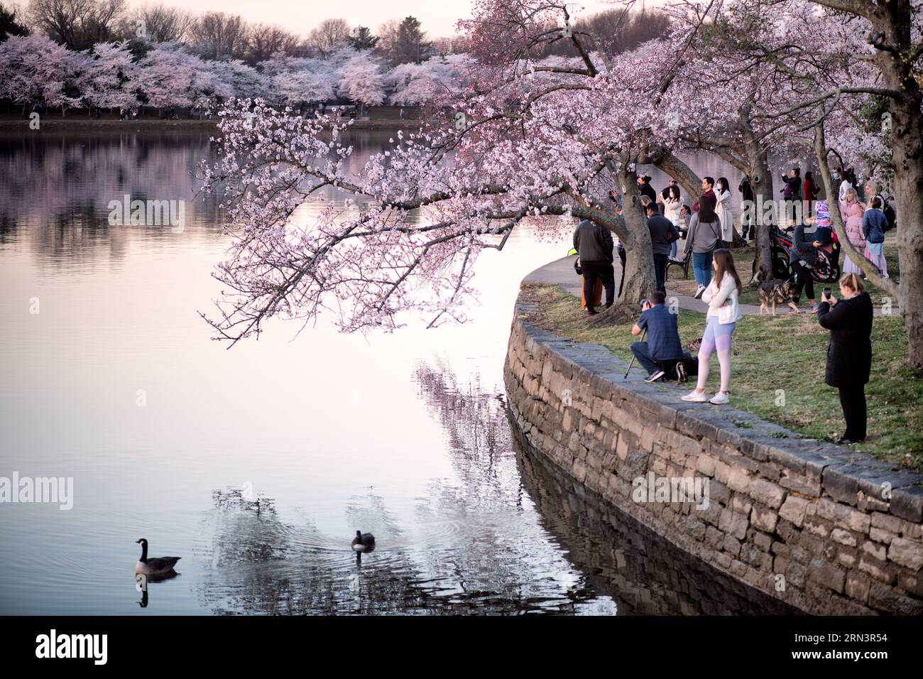 WASHINGTON DC - visitatori e fotografi si riuniscono lungo la banchina di pietra del bacino delle maree per vedere i ciliegi in fiore al picco della fioritura. L'esposizione annuale primaverile presenta alberi che facevano parte di un regalo dal Giappone nel 1912. Questo evento è l'attrazione principale del National Cherry Blossom Festival. Foto Stock