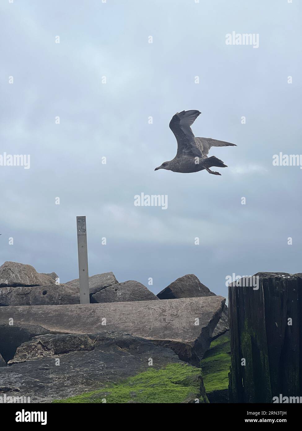 Grande gabbiano lungo la costa atlantica a Brighton Beach, Brooklyn, New York. Foto Stock