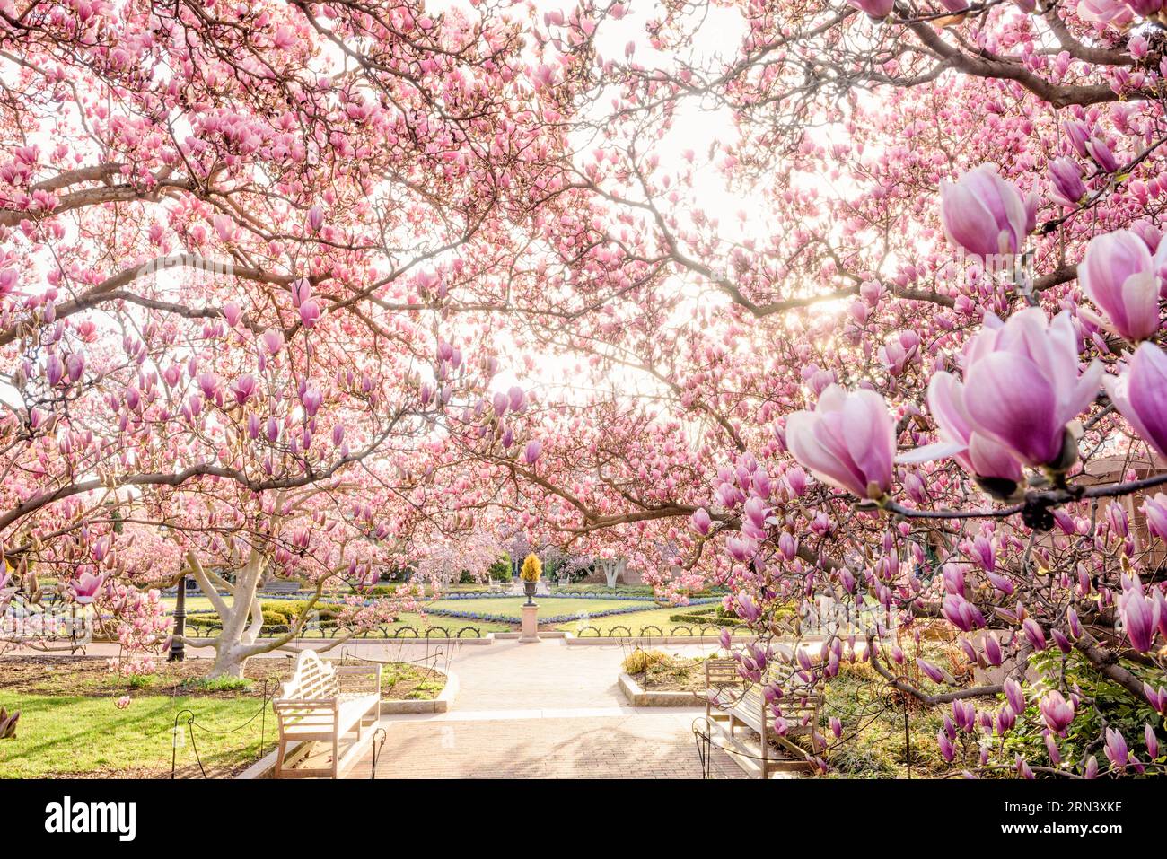 WASHINGTON DC, Stati Uniti - Saucer Magnolias fiorisce nell'Enid A Haupt Garden, fornendo una vivace esposizione sullo sfondo del Castello Smithsonian. Il giardino, adiacente al National Mall, offre un luogo tranquillo sia per i residenti che per i turisti, con una grande varietà di specie vegetali significative per la regione. Foto Stock