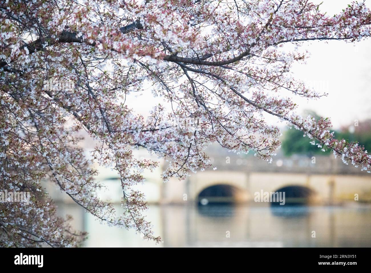 WASHINGTON DC, Stati Uniti - la fioritura dei ciliegi in piena fioritura avvolge il bacino del Tidal, segnando l'inizio della primavera nella capitale della nazione. Questo evento annuale attira migliaia di persone, a simboleggiare la duratura amicizia tra Stati Uniti e Giappone, un dono di Tokyo nel 1912. Foto Stock