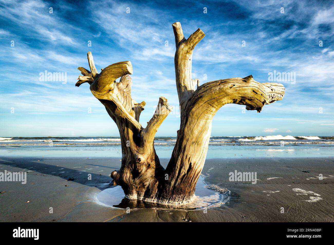 CAPERS ISLAND, Carolina del Sud: Una vista tranquilla della costa incontaminata di Capers Island, una delle poche isole barriera non sviluppate lungo la costa della Carolina del Sud. Riconosciuta per la sua bellezza naturale, l'isola offre ai visitatori un raro assaggio degli incontaminati ambienti costieri della regione. Foto Stock