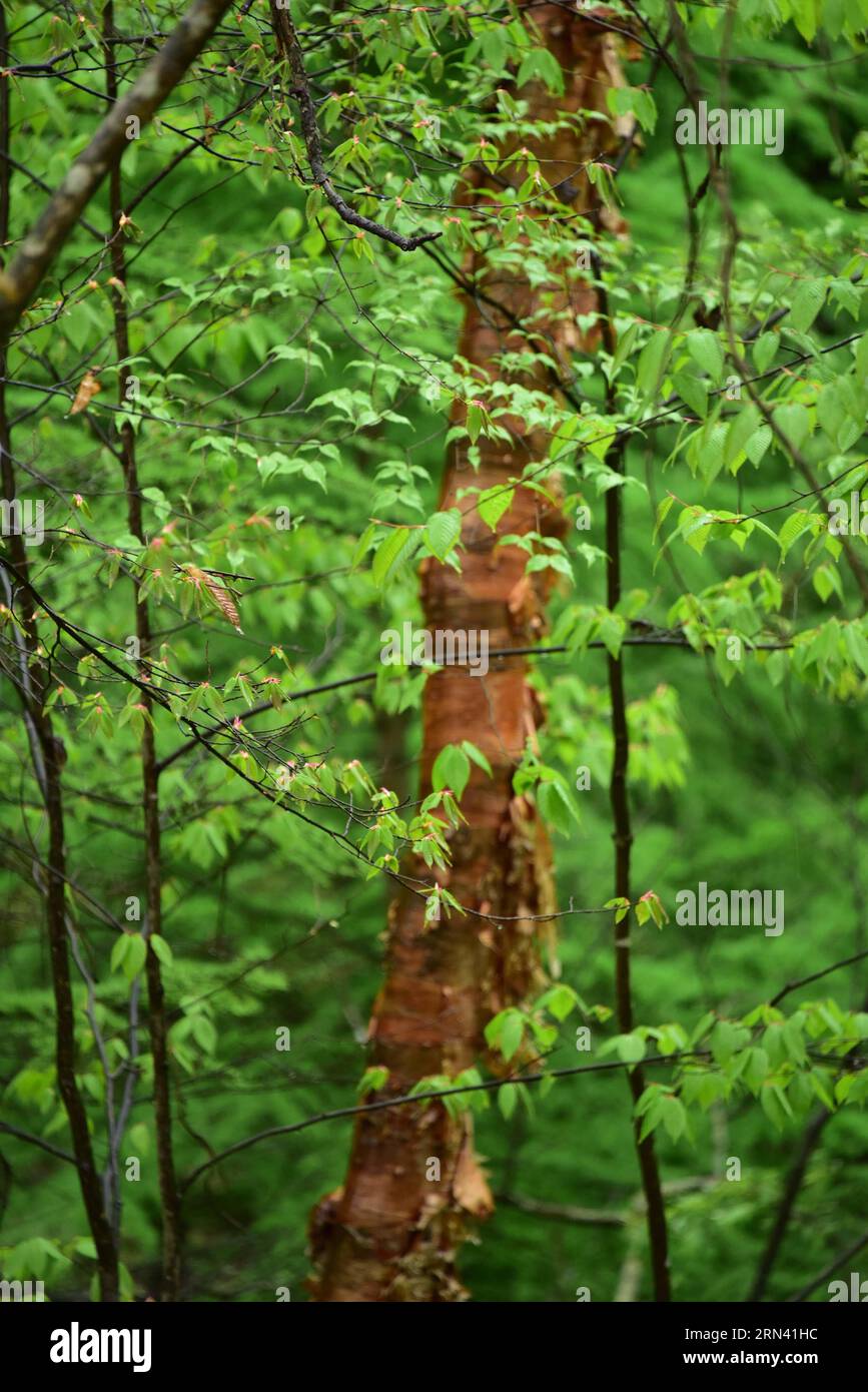 SHENNONGJIA, 1° maggio 2015 -- foto scattata il 1° maggio 2015 mostra lo scenario del distretto forestale di Shennongjia, nella provincia di Hubei della Cina centrale. Shennongjia è famosa per la sua riserva naturale nazionale e le zone umide, nonché per l'elevata diversità vegetale. Shennongding, con un'altitudine di 3105,4 metri, è la vetta più alta della Cina centrale. )(wjq) CHINA-HUBEI-SHENNONGJIA-SCENOGRAFIA (CN) DuxHuaju PUBLICATIONxNOTxINxCHN Shennongjia 1 maggio 2015 la foto scattata IL 1 maggio 2015 mostra il paesaggio del distretto forestale di Shennongjia della provincia di Hubei della Cina centrale Shennongjia È famosa per il suo National Nature Reserv Foto Stock