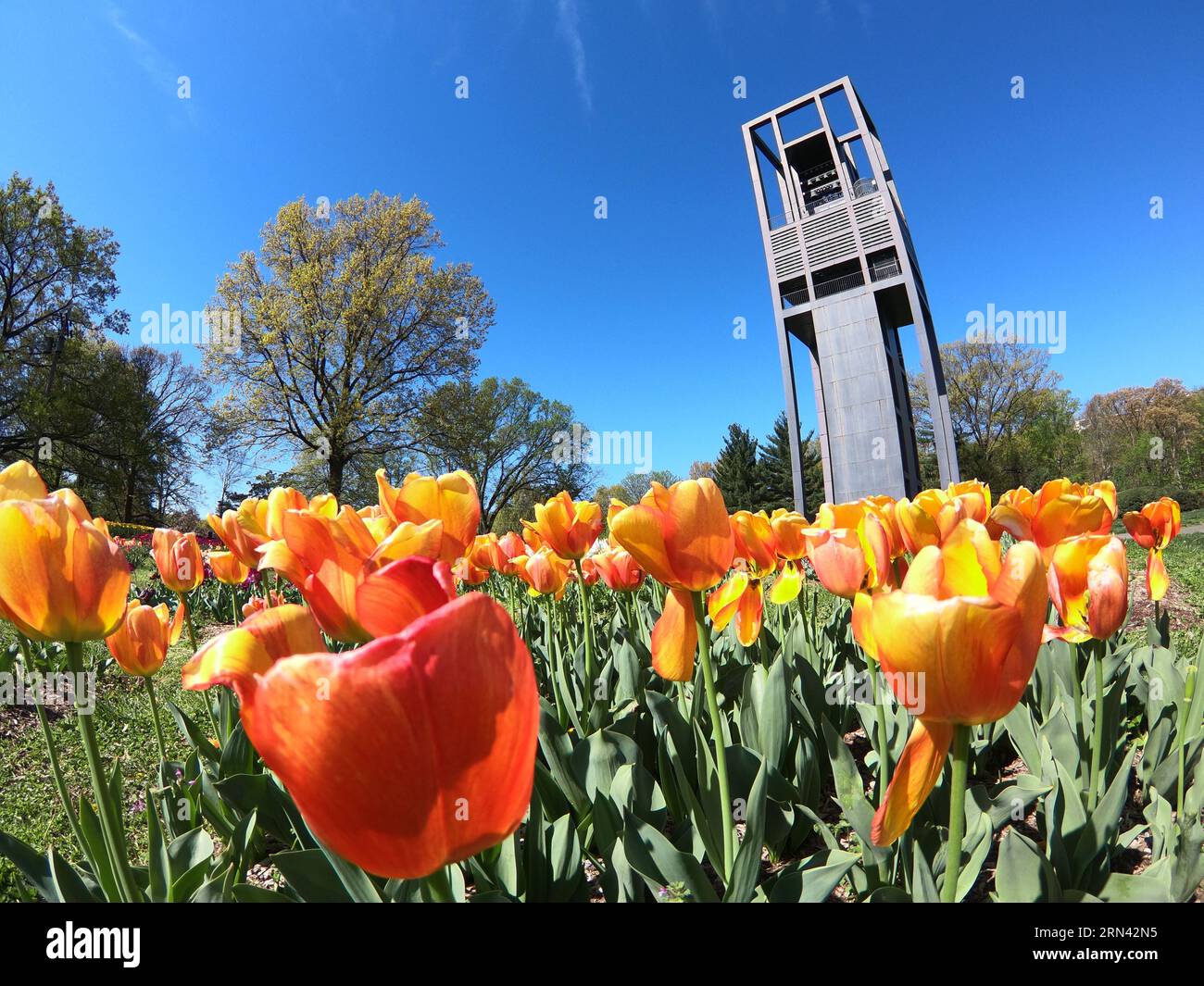 ARLINGTON, Virginia, Stati Uniti — tulipani in piena fioritura presso il Carillon dei Paesi Bassi ad Arlington, Virginia. La vibrante esposizione di tulipani esalta la bellezza di questo punto di riferimento, che simboleggia l'amicizia olandese-americana ed è una popolare attrazione primaverile. Foto Stock