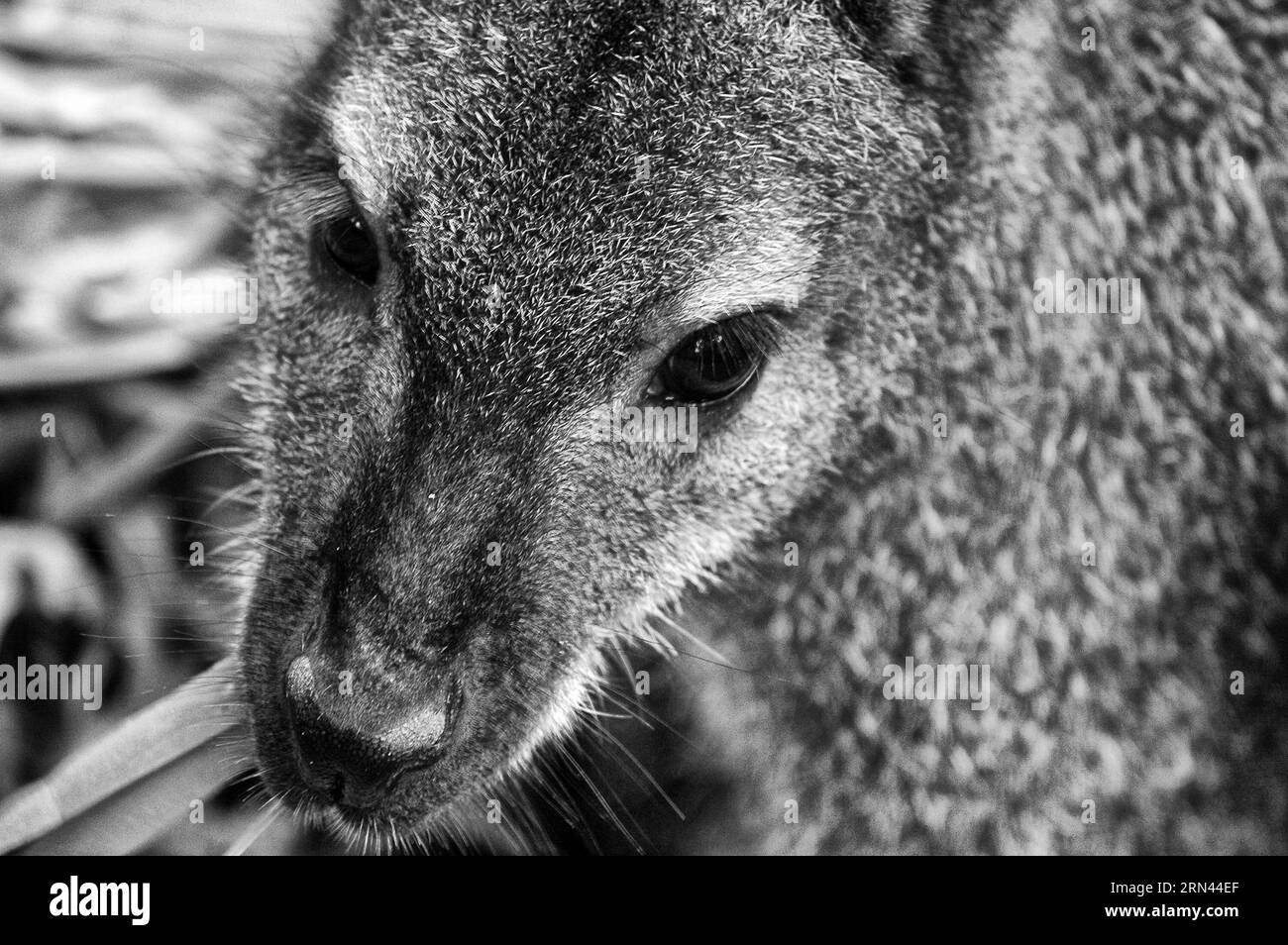 Colore rosso-grigio wallaby (latino Macropus rufogriseus), canguro, animali Foto Stock
