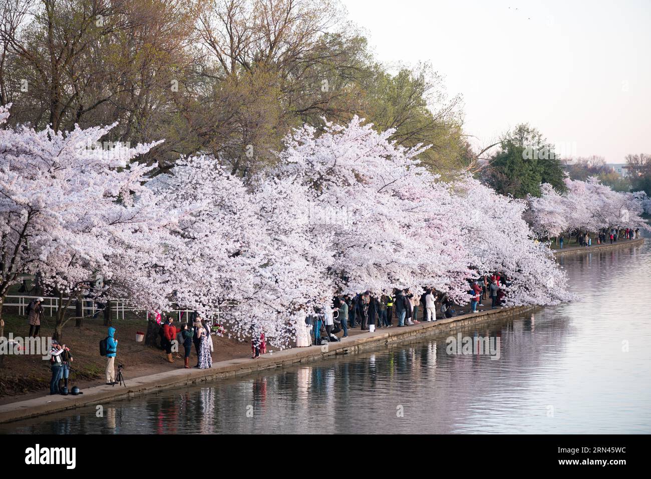 WASHINGTON DC - i ciliegi fioriscono in cima alla fioritura lungo il bacino delle maree mentre i visitatori si radunano lungo il passaggio pedonale. Gli alberi in fiore, un dono del Giappone nel 1912, sono al centro di una celebrazione annuale di primavera nella capitale della nazione. Foto Stock