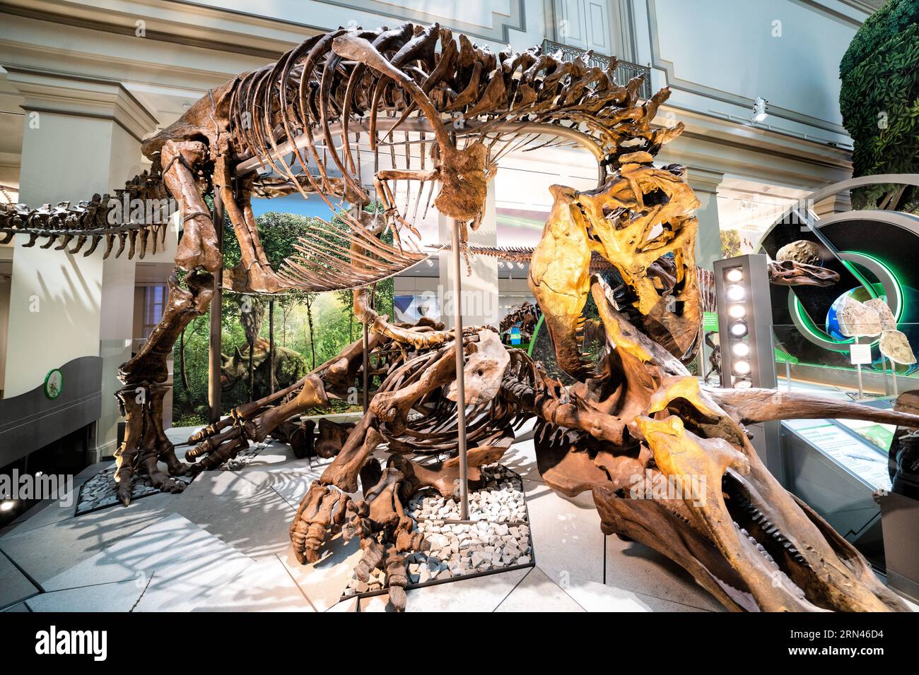Tyrannosaurus Rex che attacca Triceratops Smithsonian Museum Washington DC // WASHINGTON DC - Una spettacolare mostra allo Smithsonian National Museum of Natural History mostra un Tyrannosaurus rex che attacca un Triceratops. Questa mostra recentemente rinnovata nella sala dei dinosauri e dei fossili rappresenta una scena del periodo Cretaceo, che mostra il rapporto tra queste iconiche creature preistoriche. Foto Stock