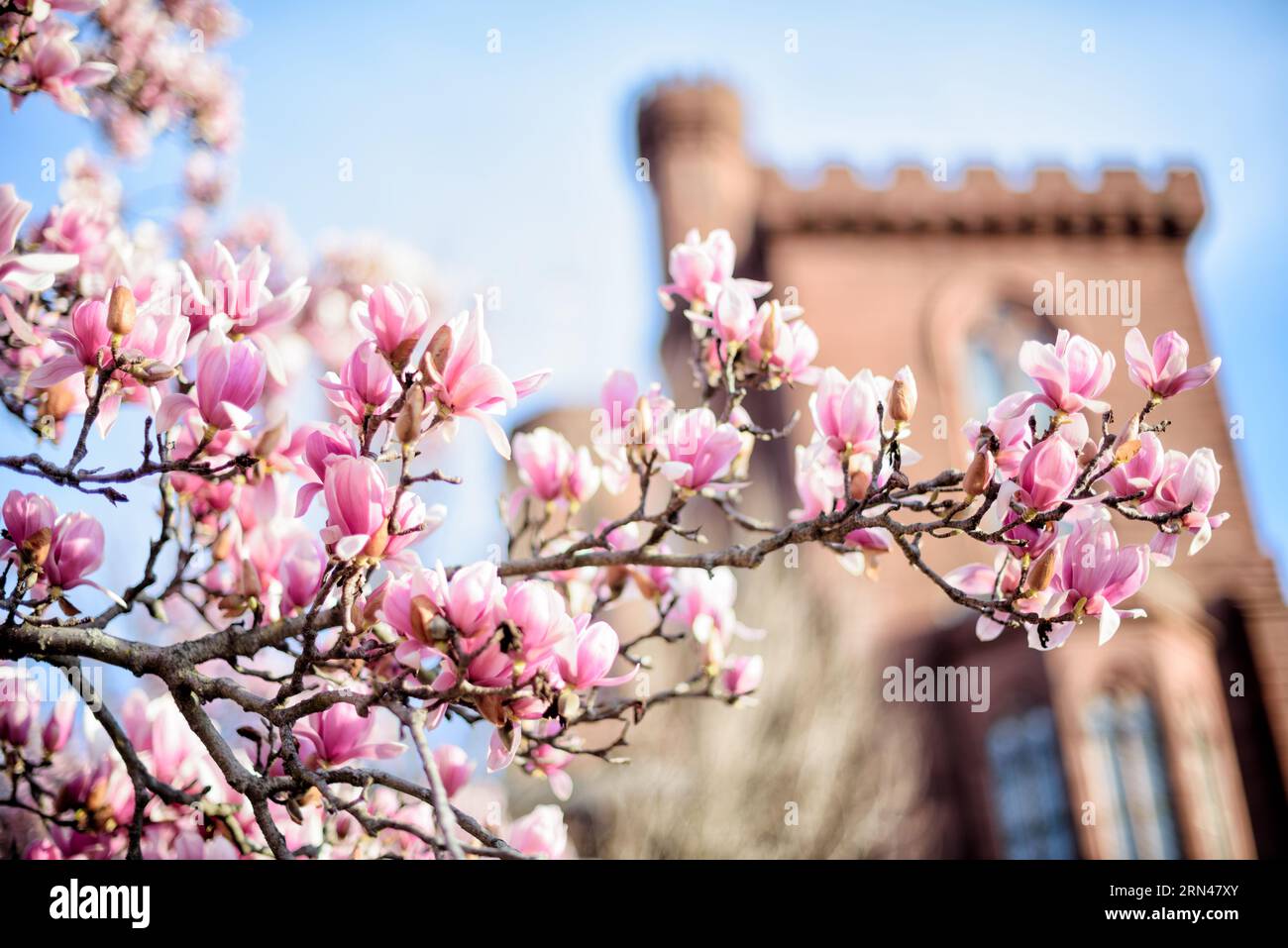 WASHINGTON DC, Stati Uniti - Saucer Magnolias fiorisce nell'Enid A Haupt Garden, fornendo una vivace esposizione sullo sfondo del Castello Smithsonian. Il giardino, adiacente al National Mall, offre un luogo tranquillo sia per i residenti che per i turisti, con una grande varietà di specie vegetali significative per la regione. Parte del Castello Smithsonian può essere vista sullo sfondo. Foto Stock