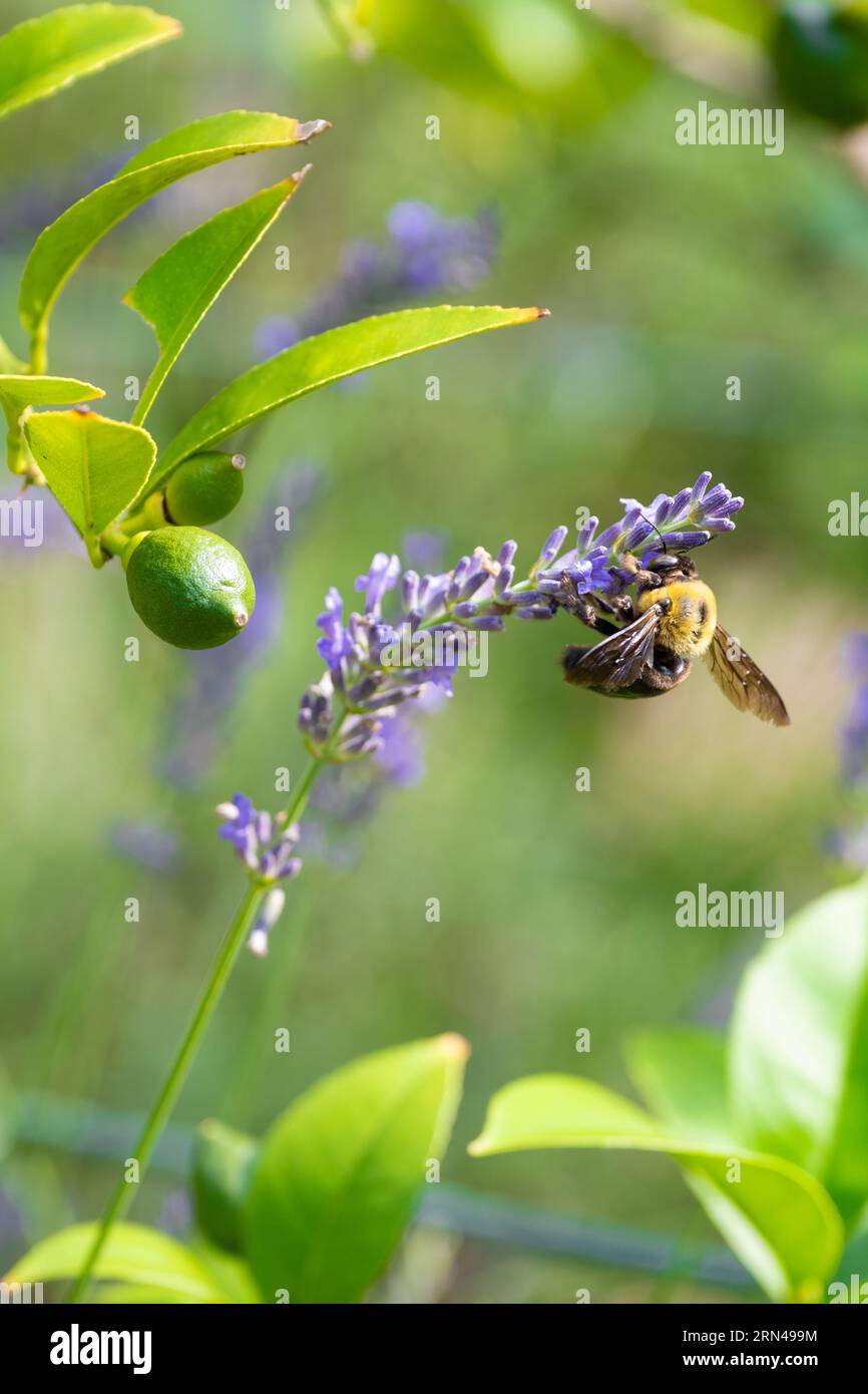 ape e lavanda Foto Stock