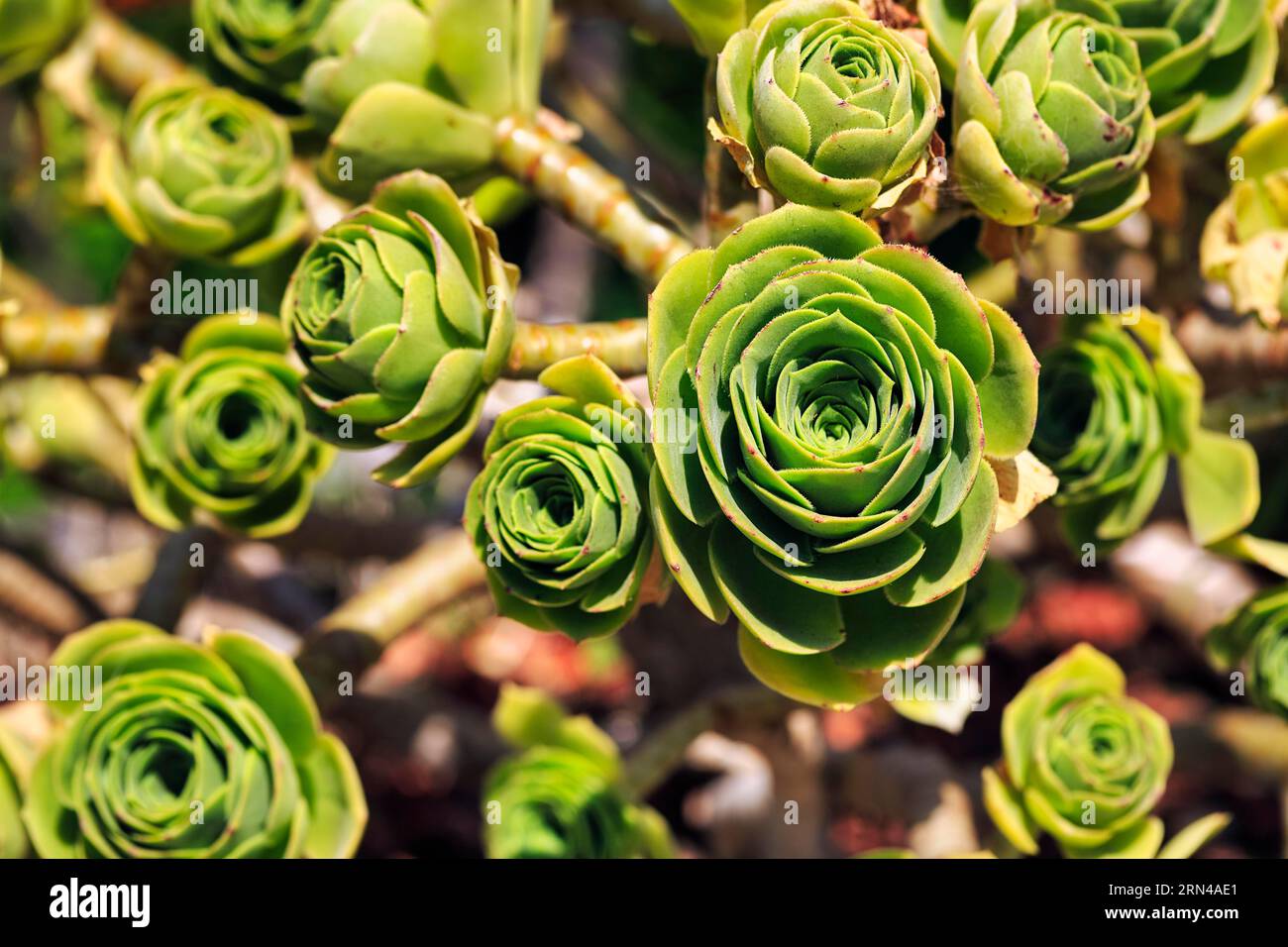 Rosetta a foglia, rosetta a foglia spessa (Eonium), foglie disposte a spirale, St Martin's, Isles of Scilly, Cornovaglia, Inghilterra, Gran Bretagna Foto Stock