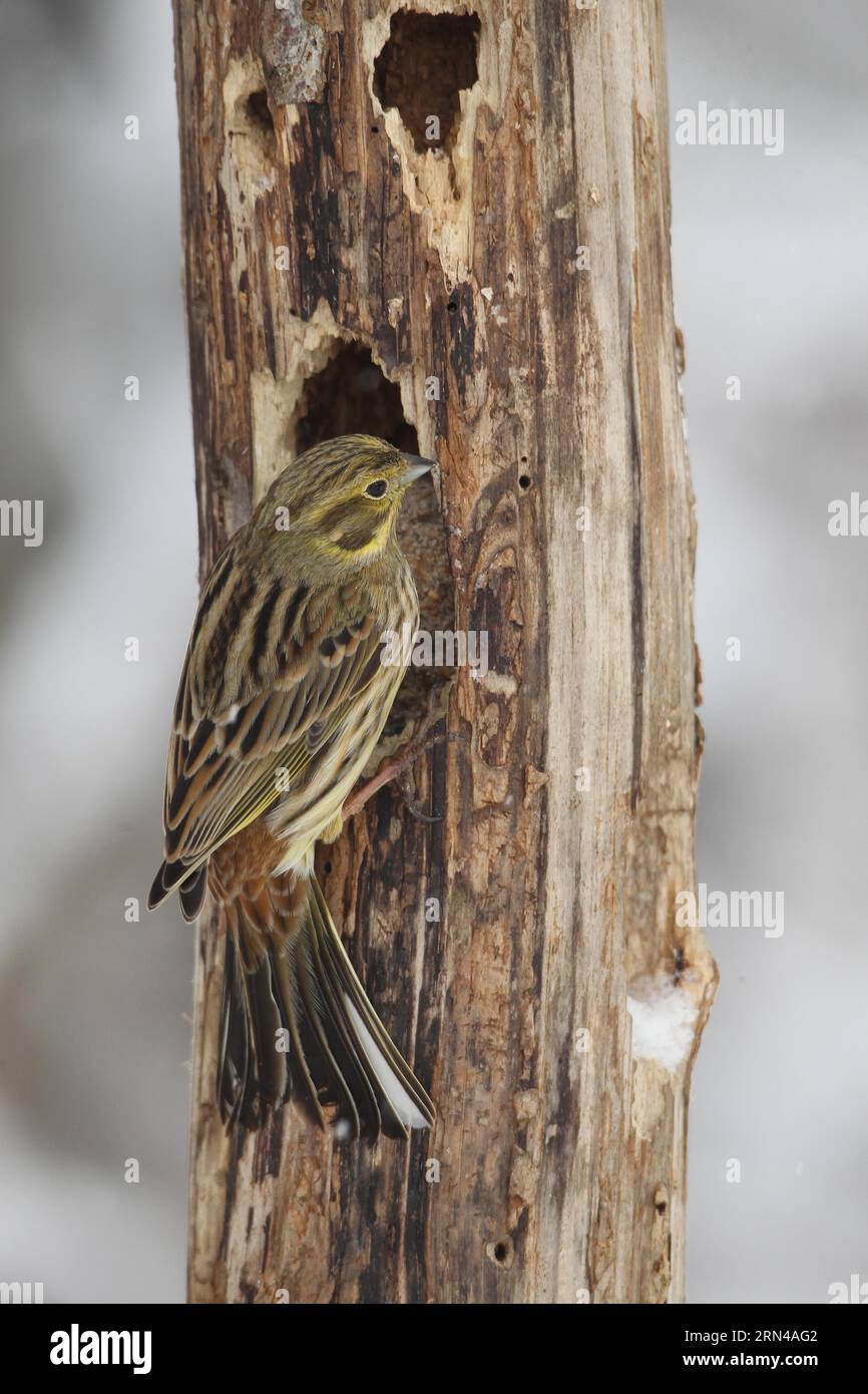 Yellowhammer (Emberiza citrinella) femmina all'alimentatore di legno all'alimentazione di inverno, Allgaeu, Baviera, Germania Foto Stock
