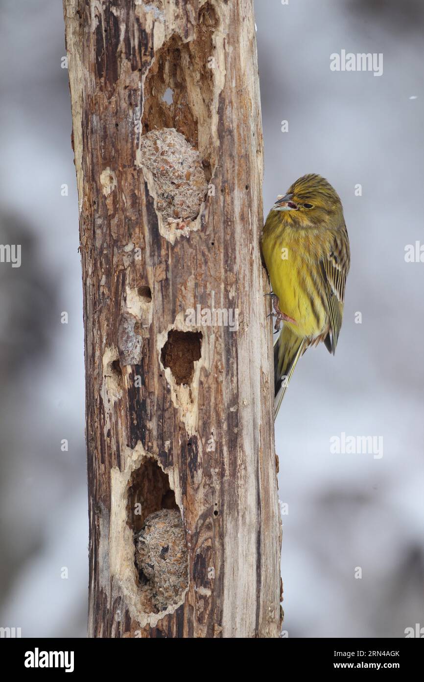 Yellowhammer (Emberiza citrinella) maschio al foraggio di legno all'alimentazione di inverno, Allgaeu, Baviera, Germania Foto Stock