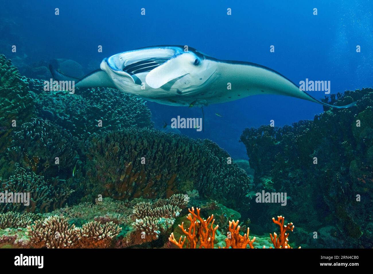 Mante gigante della barriera corallina (Manta alfredi) che nuota attraverso la barriera corallina con coralli duri (Scleractinia), Oceano Pacifico, Isola Yap, Caroline Foto Stock