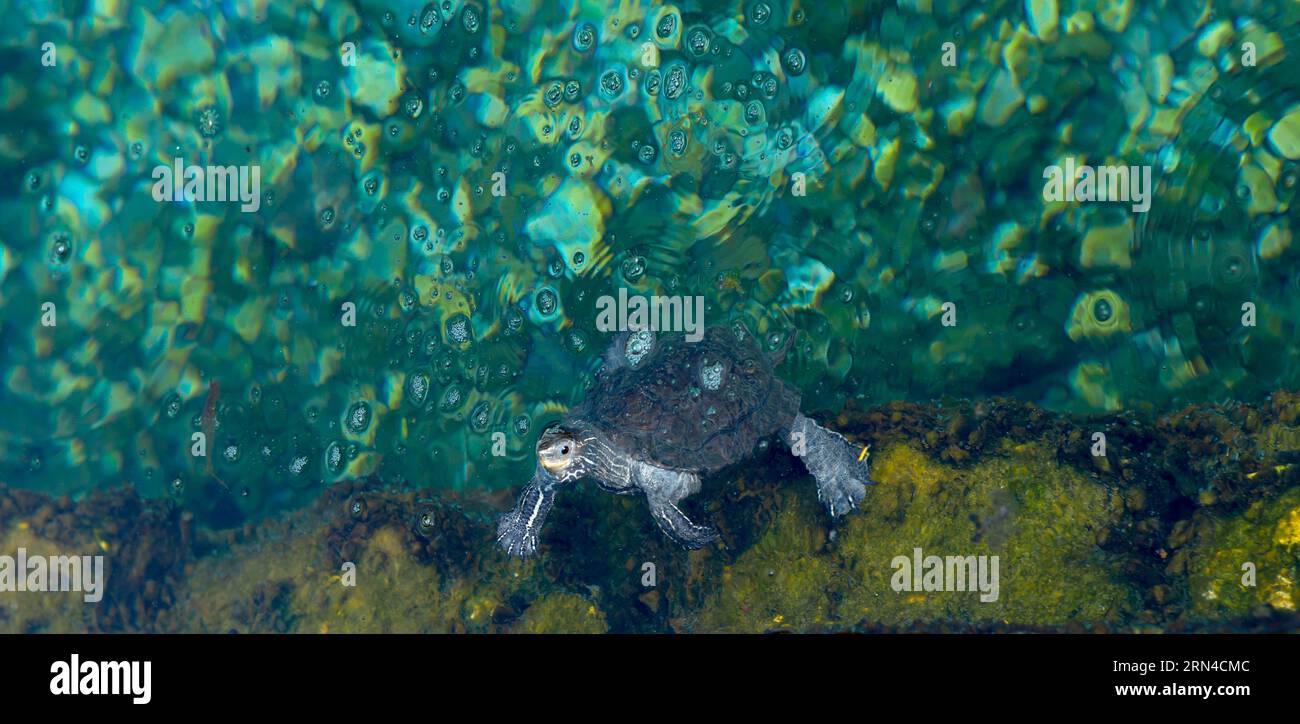 Tartaruga in acqua, bagno termale Kuniavitis, sorgenti cosmetiche, Kouniaviti, Kamena Vourla, ftiotis, Grecia centrale, Grecia Foto Stock