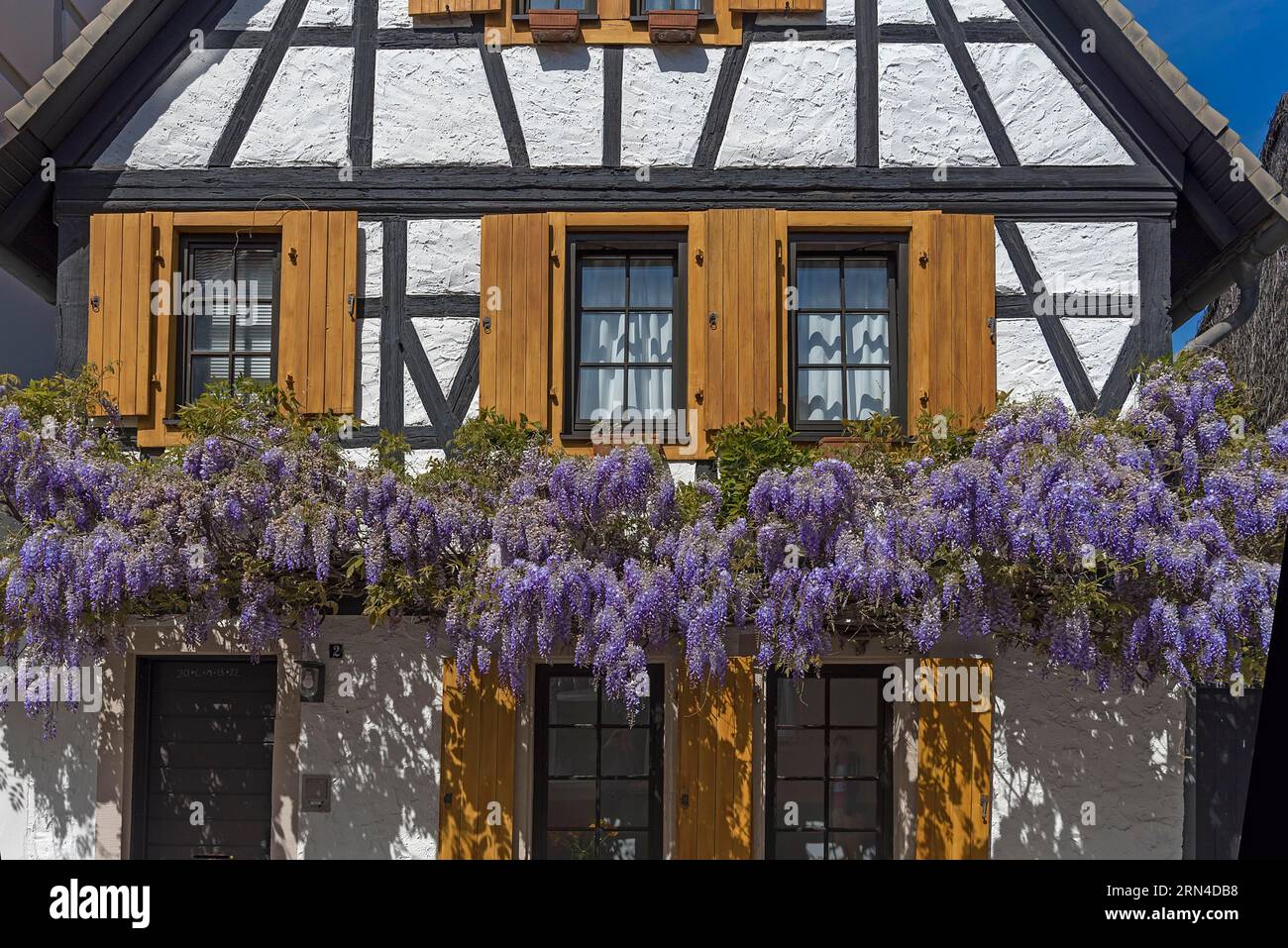 Fioritura wisterias (Wisteria) su una casa, Spira, Renania-Palatinato, Germania Foto Stock