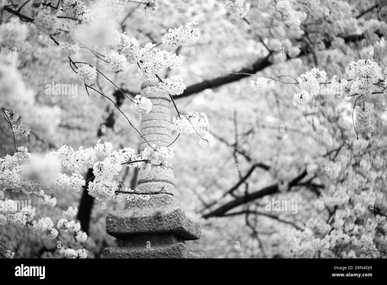 Fiori di ciliegio e lanterna di pietra, Tidal Basin, Washington, D.C. Fotografia in bianco e nero che mostra i fiori che incorniciano la lanterna su uno sfondo di alberi. Foto Stock