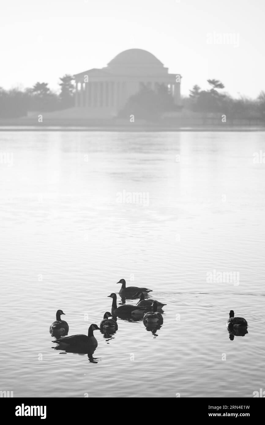 Jefferson Memorial e oche, Tidal Basin, Washington, D.C. la fotografia in bianco e nero mostra le oche che nuotano in primo piano con il Jefferson Memorial sullo sfondo. Foto Stock