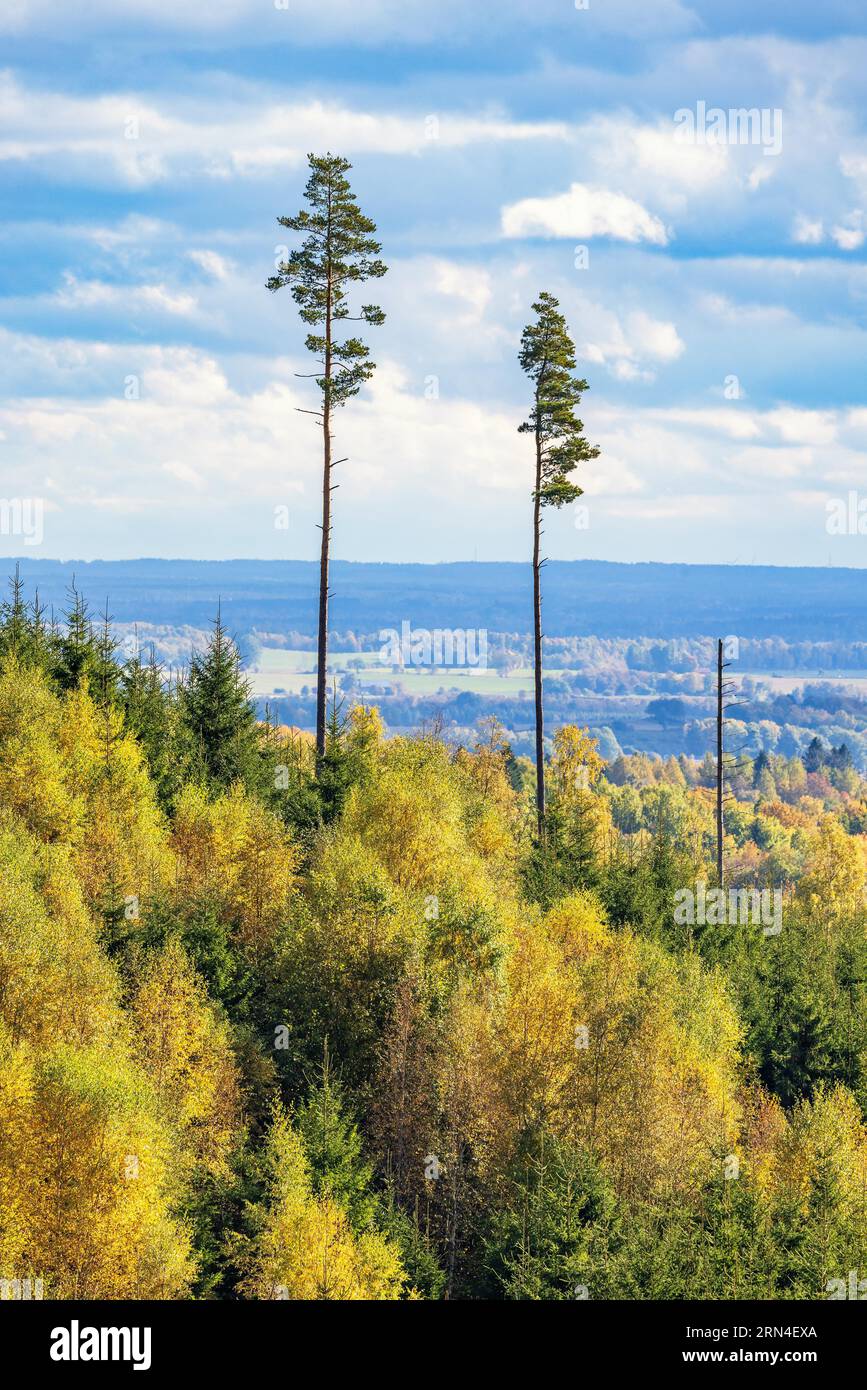 Alti pini in una splendida vista panoramica dai colori autunnali, Svezia Foto Stock