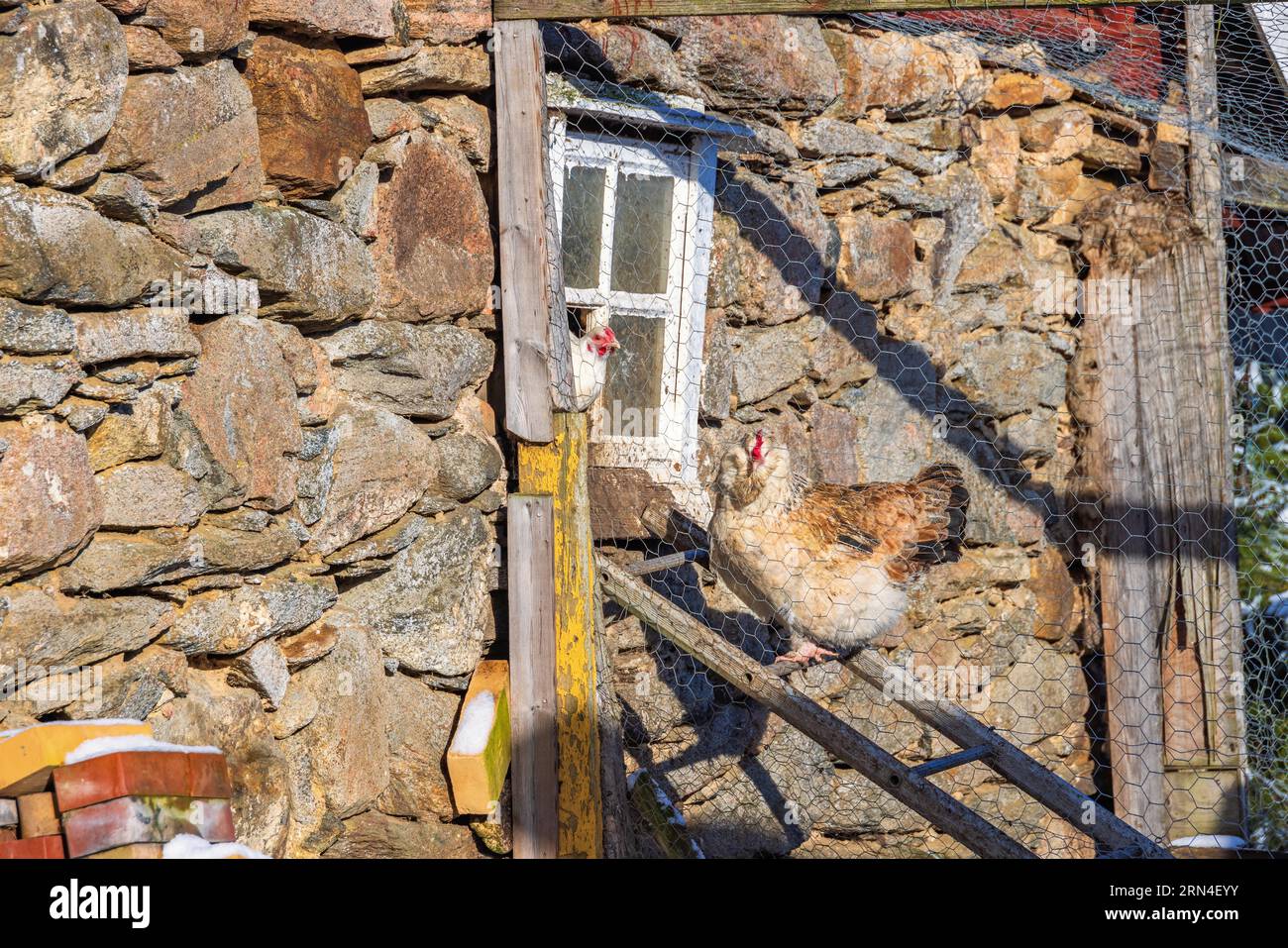 Allevamento di polli con polli di un vecchio capannone Foto Stock