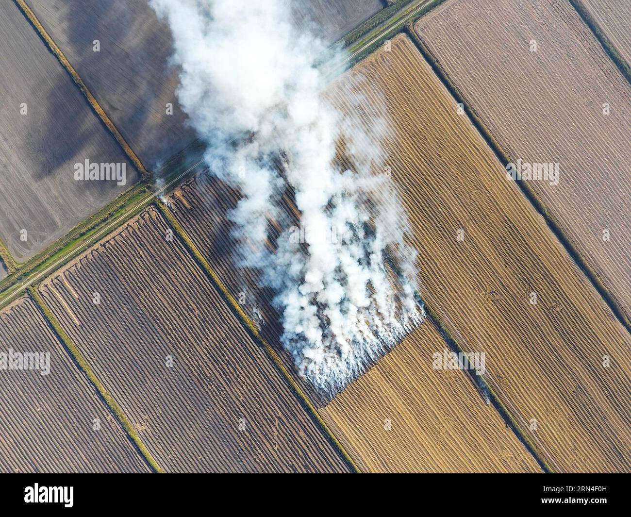 La combustione di paglia di riso nei campi. Fumo dalla combustione della paglia di riso nei controlli. Fuoco sul campo Foto Stock