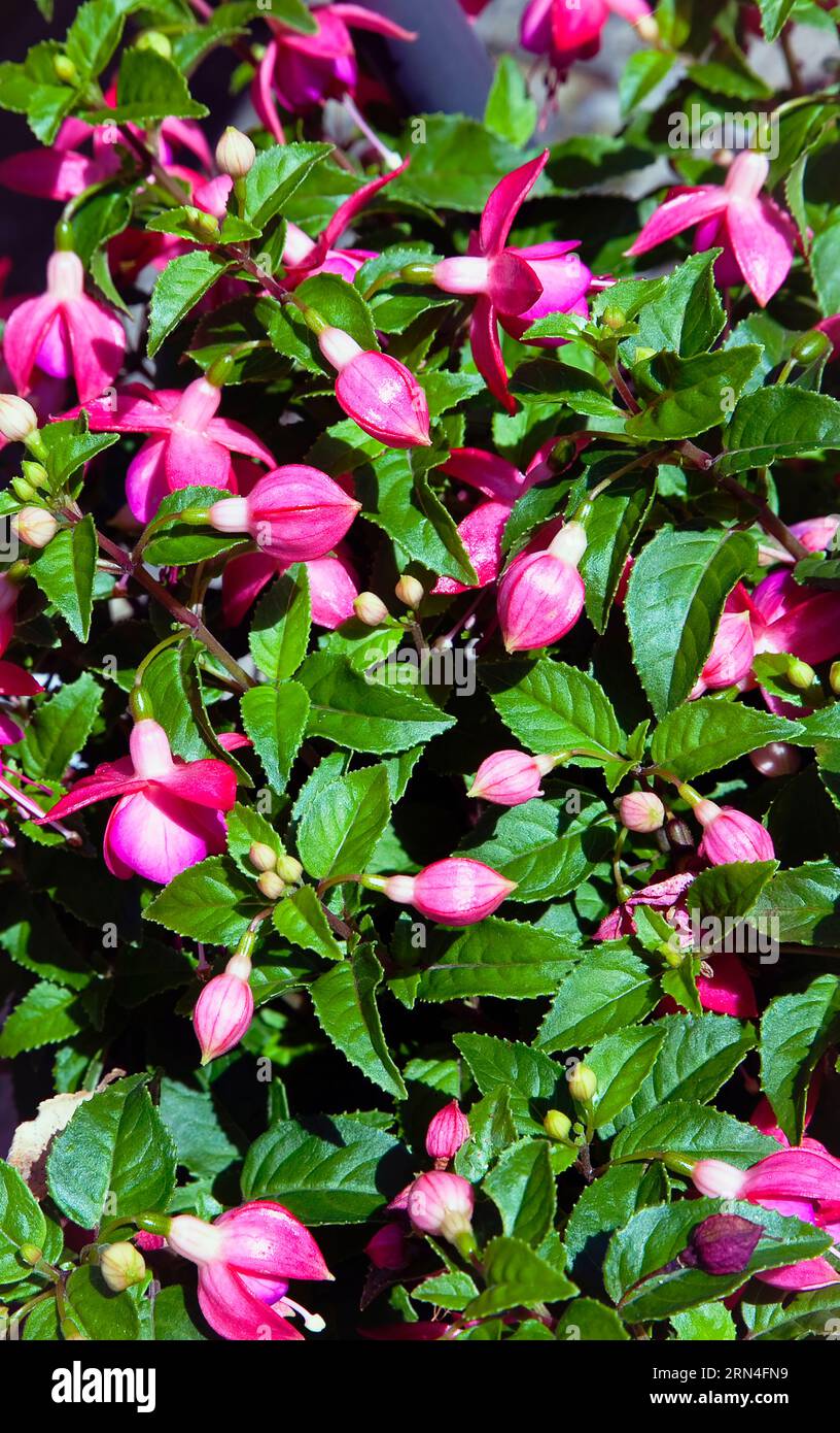 Flora, Fiori, Fuschia, fiori di colore rosa che crescono nel cespuglio all'aperto in un giardino. Foto Stock