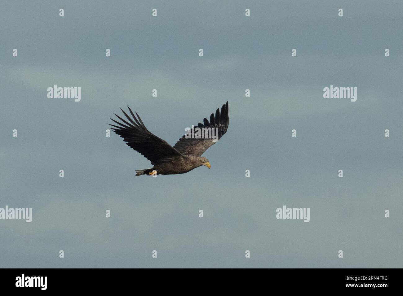 Aquila dalla coda bianca con ali aperte che volano a destra guardando il cielo blu Foto Stock