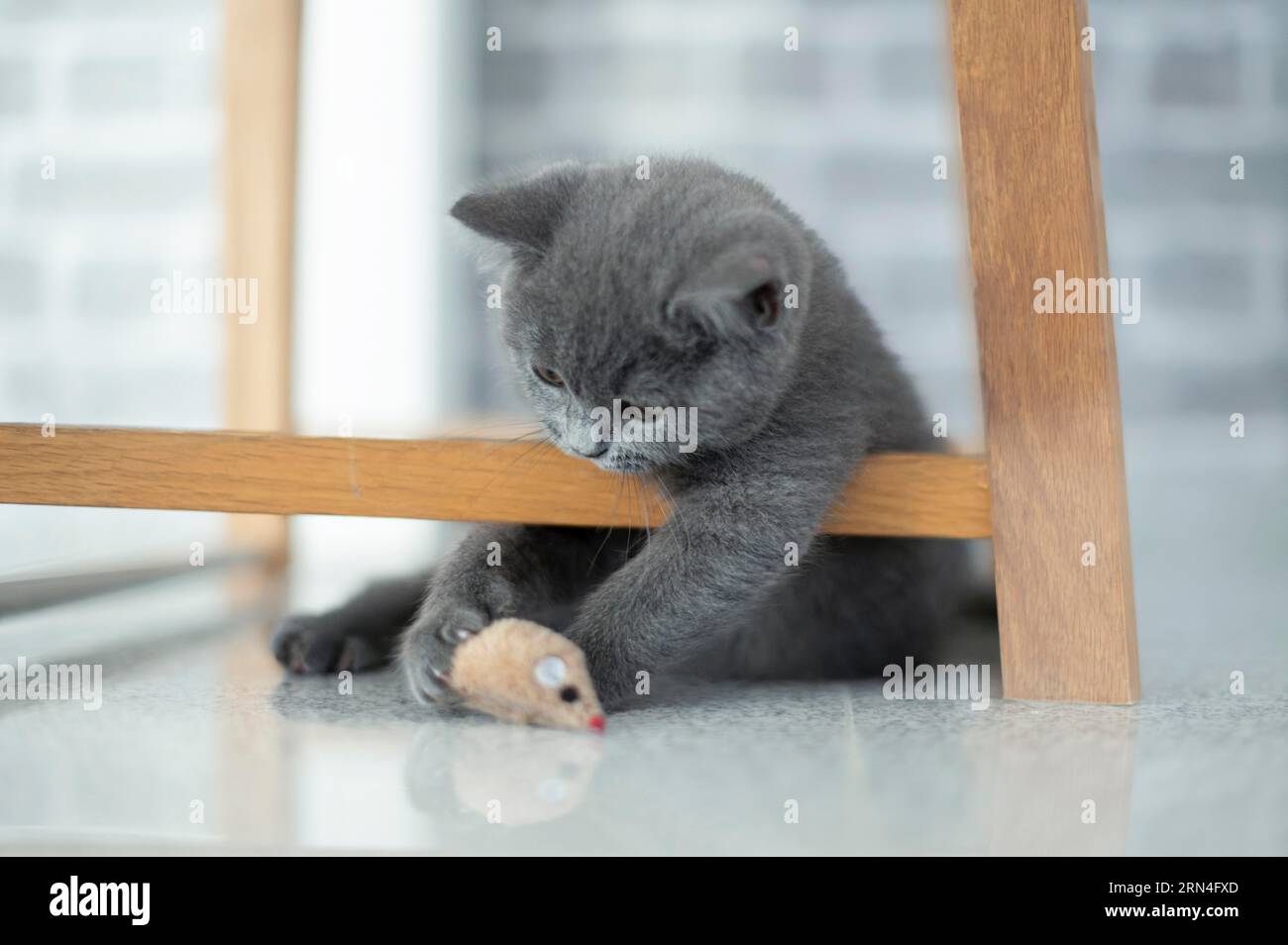 Britannico Shorthair maschio, 11 settimane, grigio, afferrando le gambe di una sedia di legno e giocando con i giocattoli del gatto, guardando in basso a sinistra, sfondo grigio Foto Stock