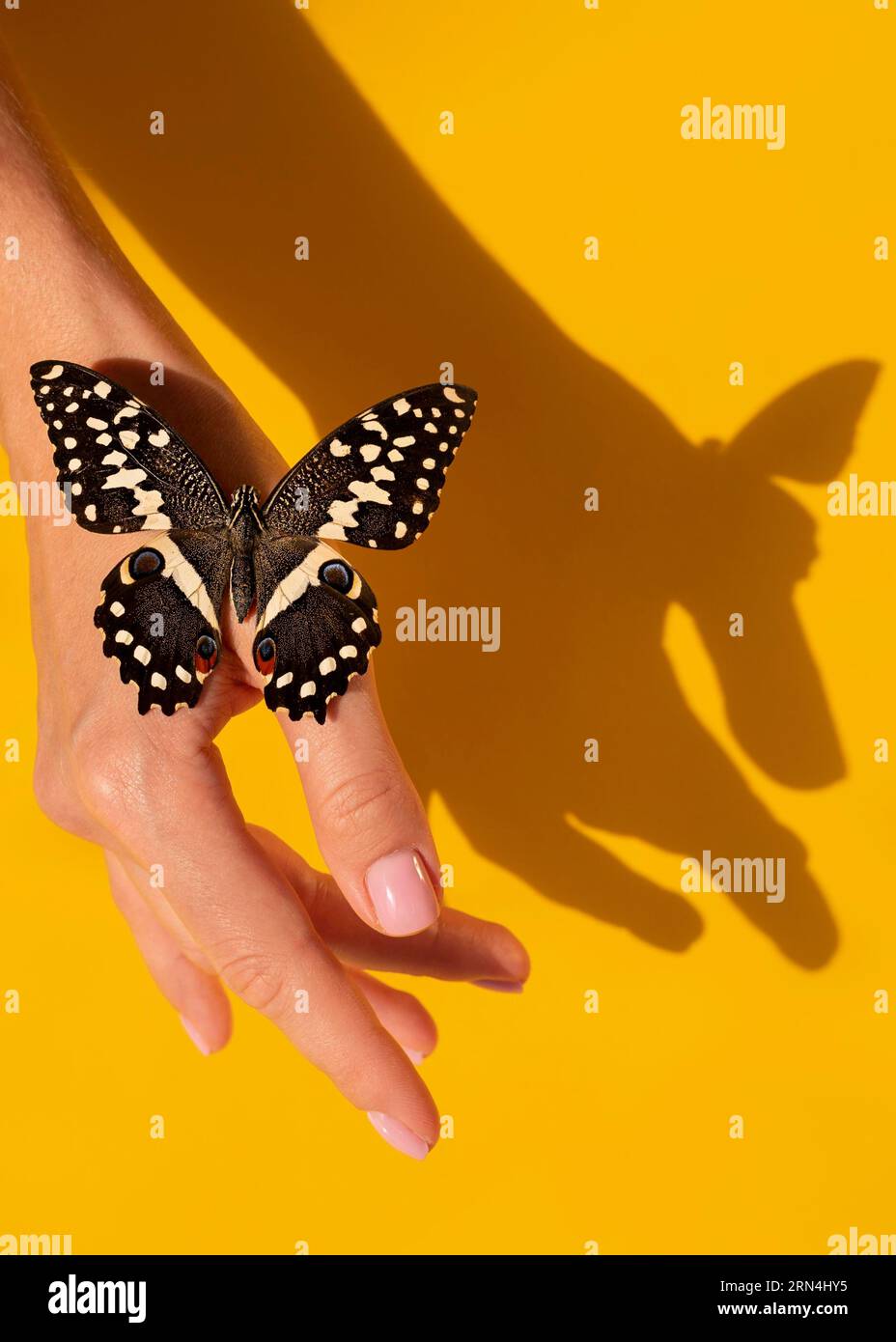 Primo piano vista bella farfalla mano Foto Stock Primo piano vista bella farfalla mano Foto Stock
