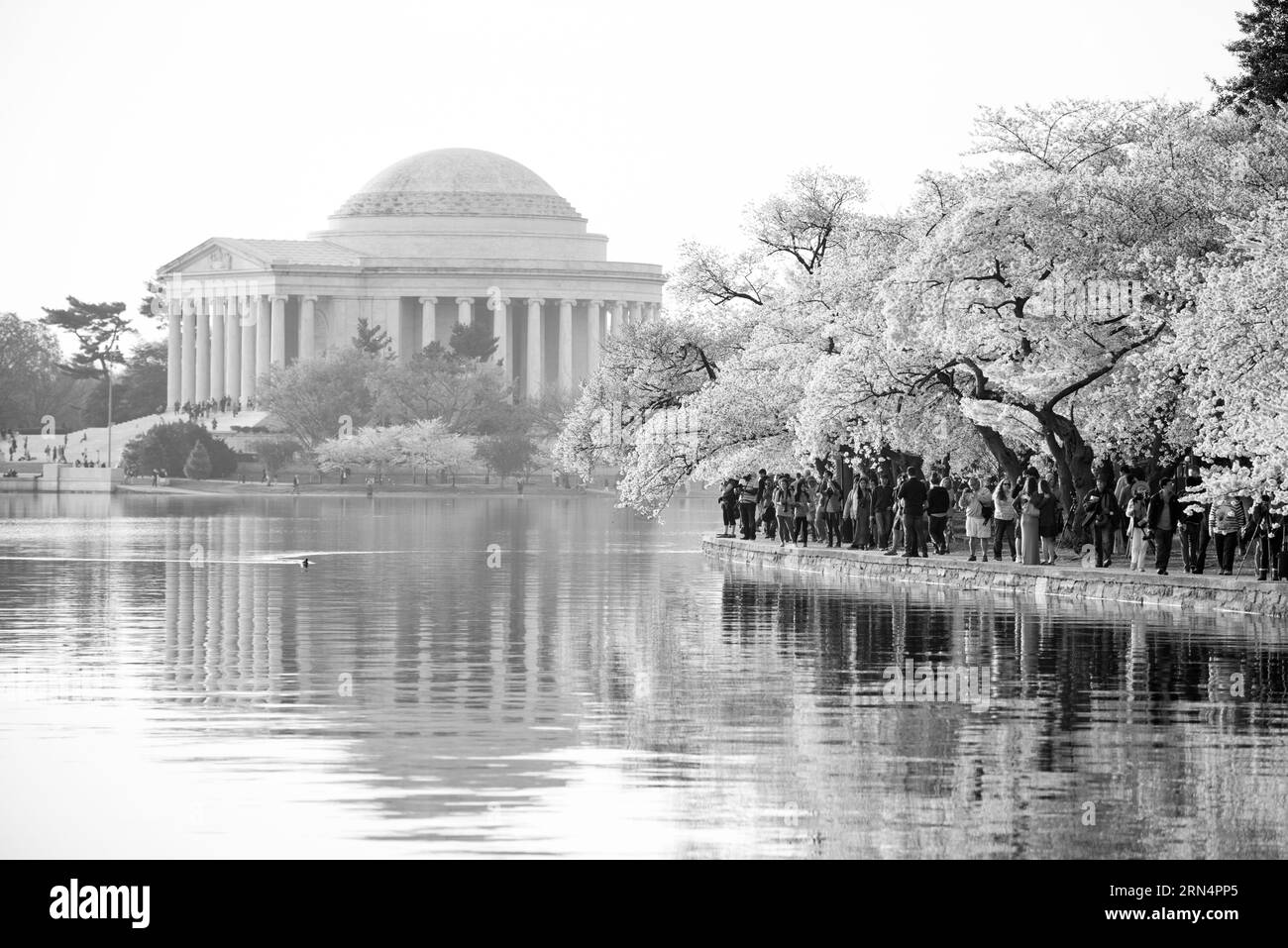 Fiori di ciliegio e Jefferson Memorial, Tidal Basin, Washington, D.C. Fotografia in bianco e nero che mostra il monumento e gli alberi riflessi nell'acqua, con una folla di persone lungo la riva. Foto Stock