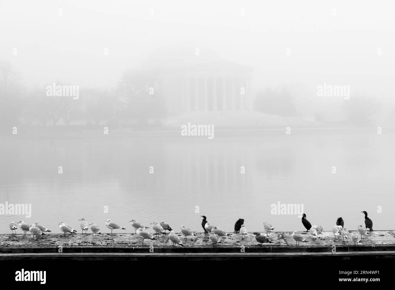 Birds and the Jefferson Memorial in FOG, Washington, D.C. Fotografia in bianco e nero degli uccelli su un pontone, con il memoriale oscurato sullo sfondo. Foto Stock