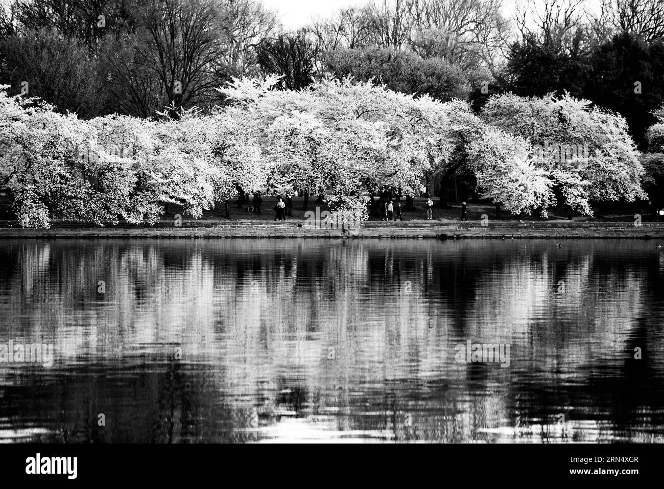I ciliegi fioriscono lungo il bacino delle Tidal, Washington, D.C. Fotografia in bianco e nero che mostra gli alberi in piena fioritura riflessi nell'acqua. Foto Stock
