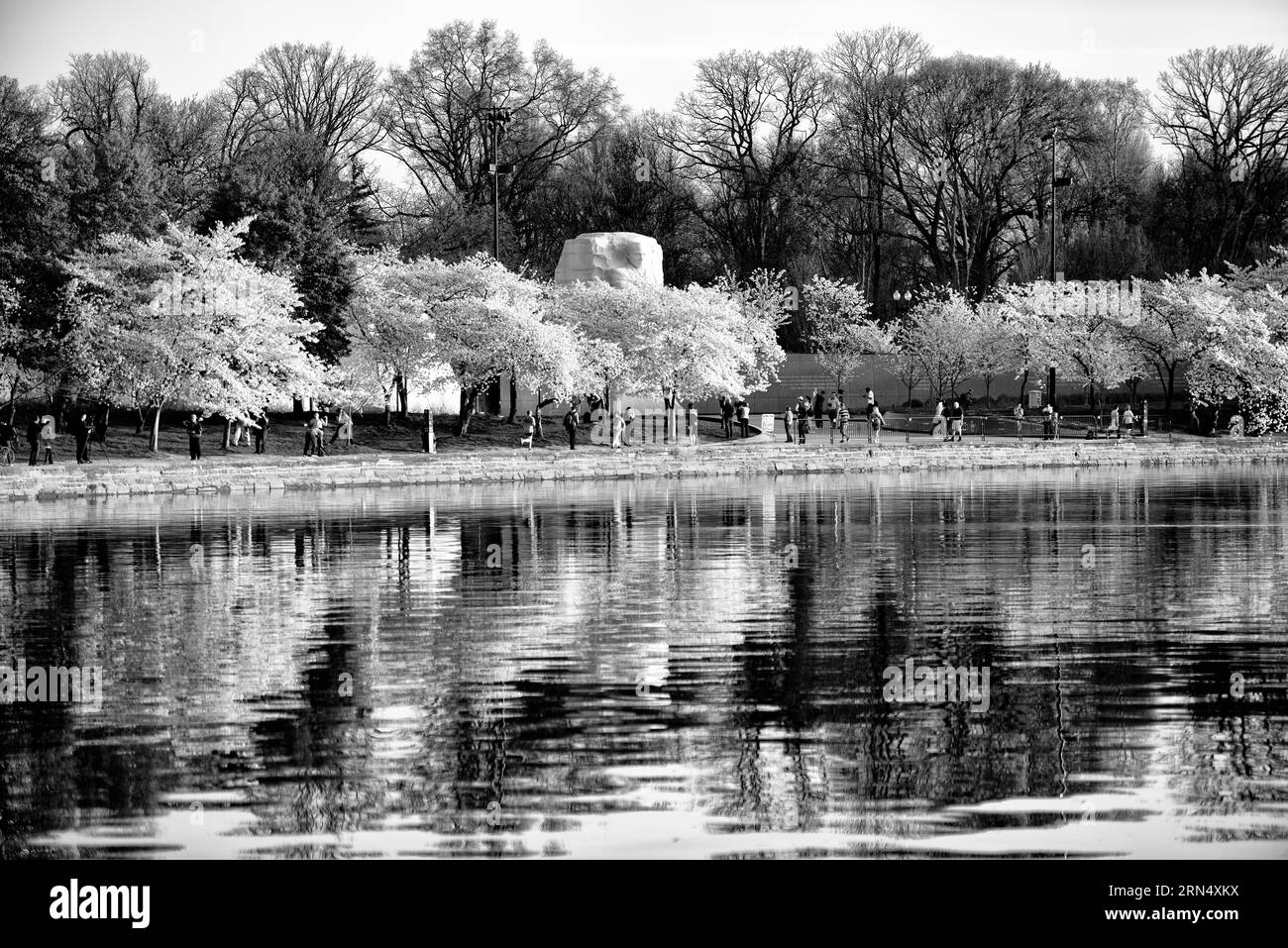 Fiori di ciliegio al Tidal Basin, Washington, D.C. la fotografia in bianco e nero mostra gli alberi in piena fioritura lungo il bordo dell'acqua, con riflessi visibili nell'acqua. Foto Stock