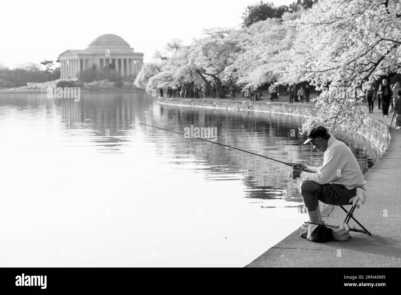Fisherman e fiori di ciliegio, Tidal Basin, Washington, D.C. Fotografia in bianco e nero che mostra un uomo che pesca dalla riva, con il Jefferson Memorial visibile sullo sfondo. Foto Stock