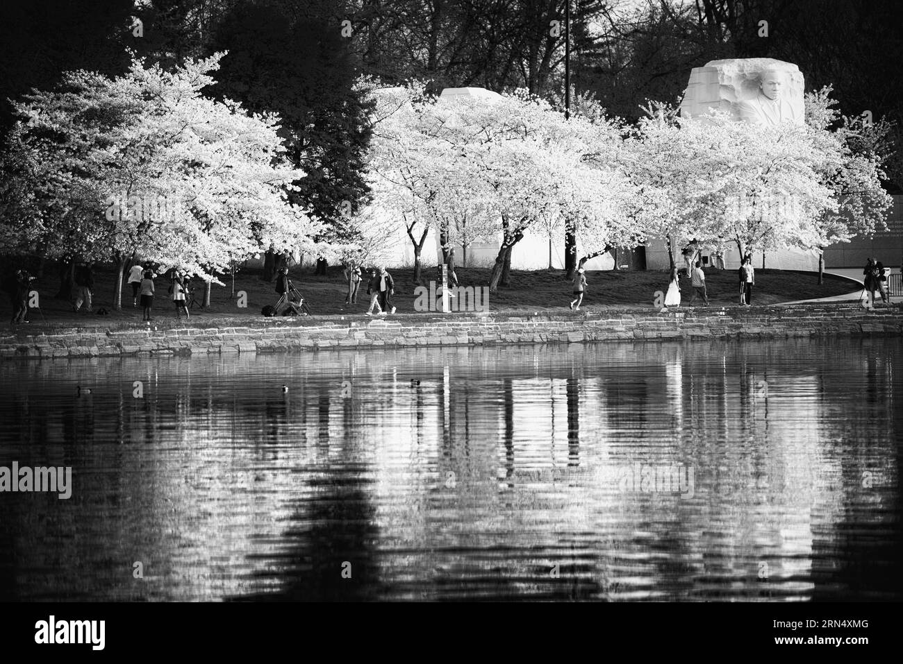 Fiori di ciliegio e il MLK Memorial, Washington, D.C. la fotografia in bianco e nero mostra gli alberi in piena fioritura lungo il bacino delle Tidal, con riflessi nell'acqua. Foto Stock