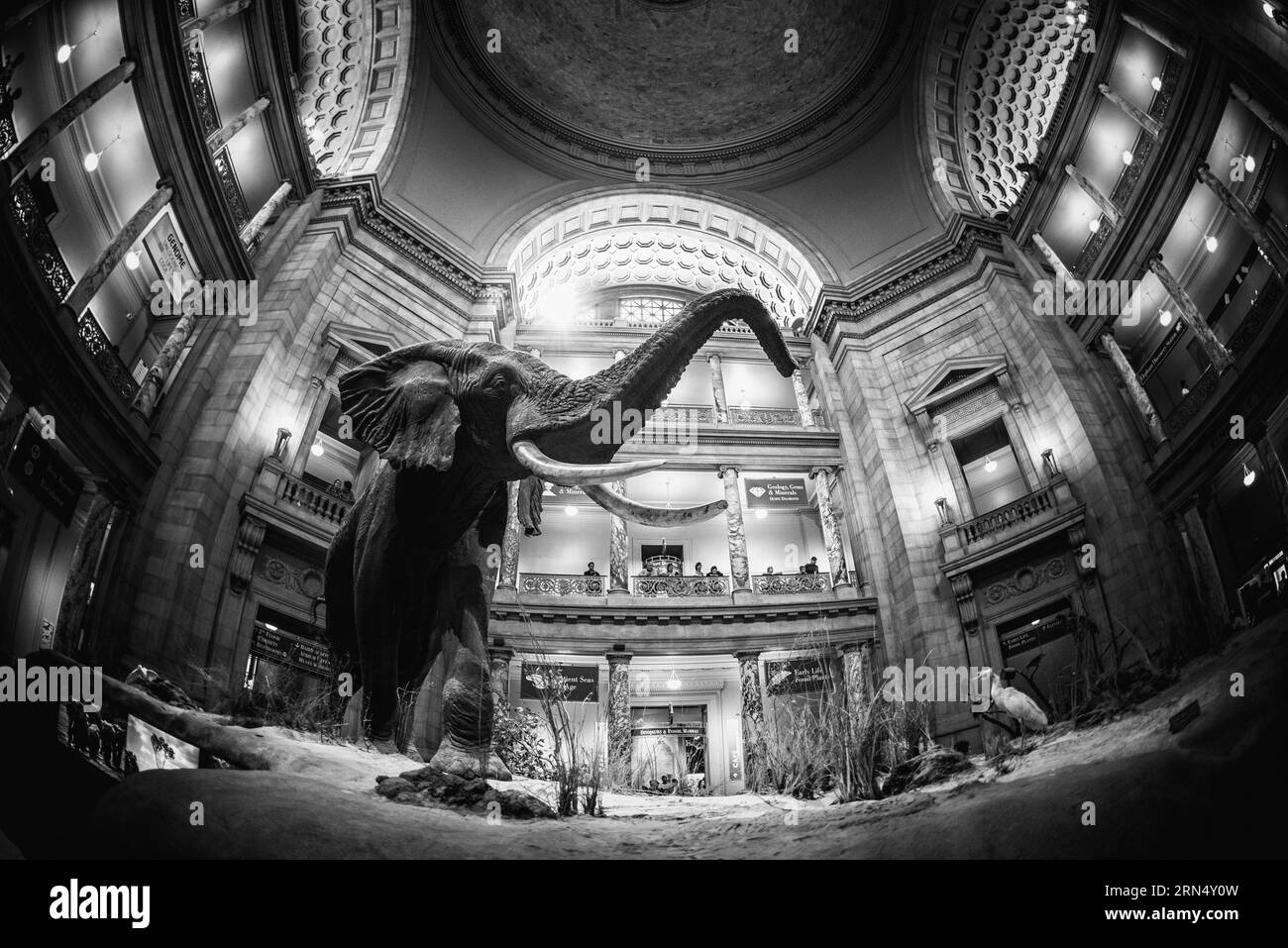 Elephant in Rotunda, Smithsonian Museum of Natural History, Washington DC - foto in bianco e nero | WASHINGTON D.C., Stati Uniti - Una vista a fisheye dal pavimento cattura l'elefante africano tassidermizzato che ha dominato la rotonda dello Smithsonian National Museum of Natural History dal 1959. Il monte, uno dei più grandi elefanti africani conosciuti (Loxodonta africana) mai messo in mostra, si erge sotto una cupola a cassettoni circondati da balconi in marmo. Il trattamento in bianco e nero enfatizza l'architettura Beaux-Arts dell'edificio del 1910. Foto Stock