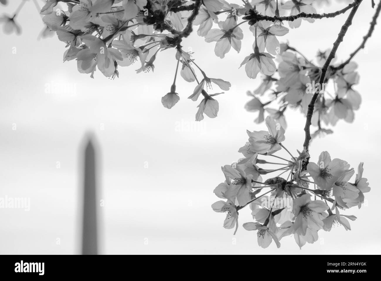 Fiori di ciliegio e monumento a Washington, bacino di marea, Washington, D.C. Fotografia in bianco e nero che mostra i fiori in primo piano con il monumento in lontananza. Foto Stock