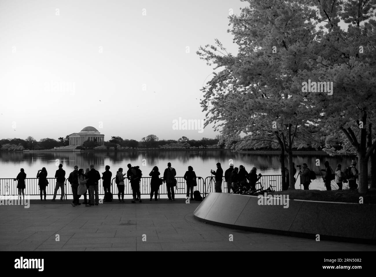 WASHINGTON DC, Stati Uniti d'America - i fotografi e gli altri visitatori allineati lungo il lungomare prima dell'alba per guardare il tramonto sul bacino di marea di Washington DC. Questo è durante la fioritura del famoso Cherry Blossoms (a destra), con il Jefferson Memorial nella distanza. Foto Stock