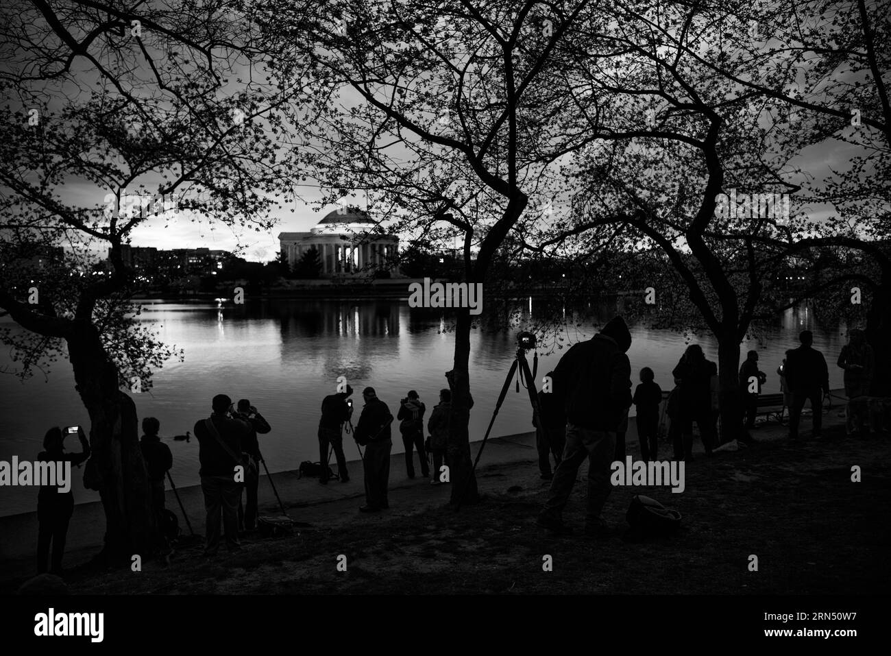 Fiori di ciliegio e fotografi al crepuscolo, Tidal Basin, Washington, D.C. la fotografia in bianco e nero mostra figure sagomate lungo la costa con sullo sfondo il Jefferson Memorial. Foto Stock