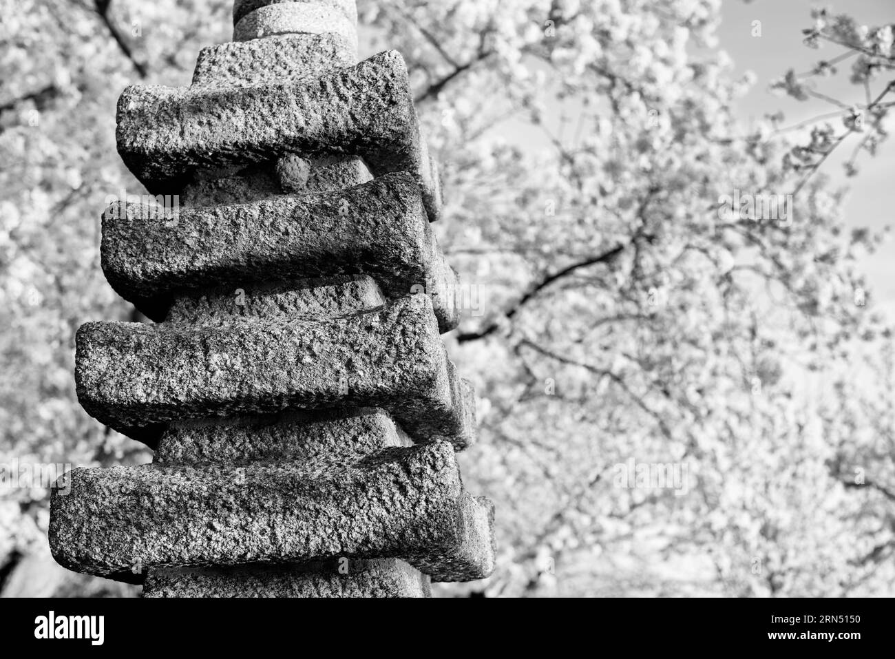 Lanterna di pietra e fiori di ciliegio, Tidal Basin, Washington, D.C. la fotografia in bianco e nero mostra la lanterna di pietra testurizzata in primo piano con fiori morbidi sullo sfondo. Foto Stock