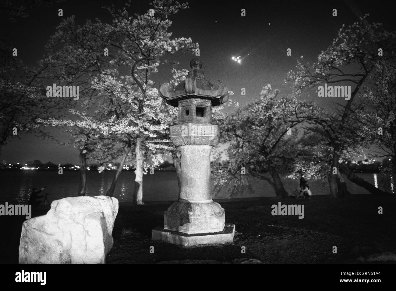 Lanterna giapponese e fiori di ciliegio di notte, Tidal Basin, Washington, D.C. Fotografia in bianco e nero che mostra la lanterna di pietra in primo piano, con alberi in fiore e il cielo notturno alle spalle. Foto Stock